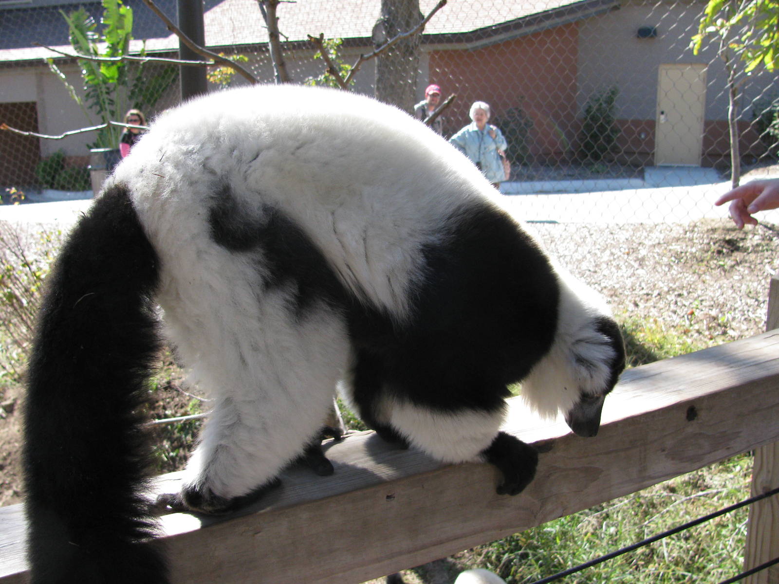 Expedition Madagascar-Black-and-White Ruffed Lemur