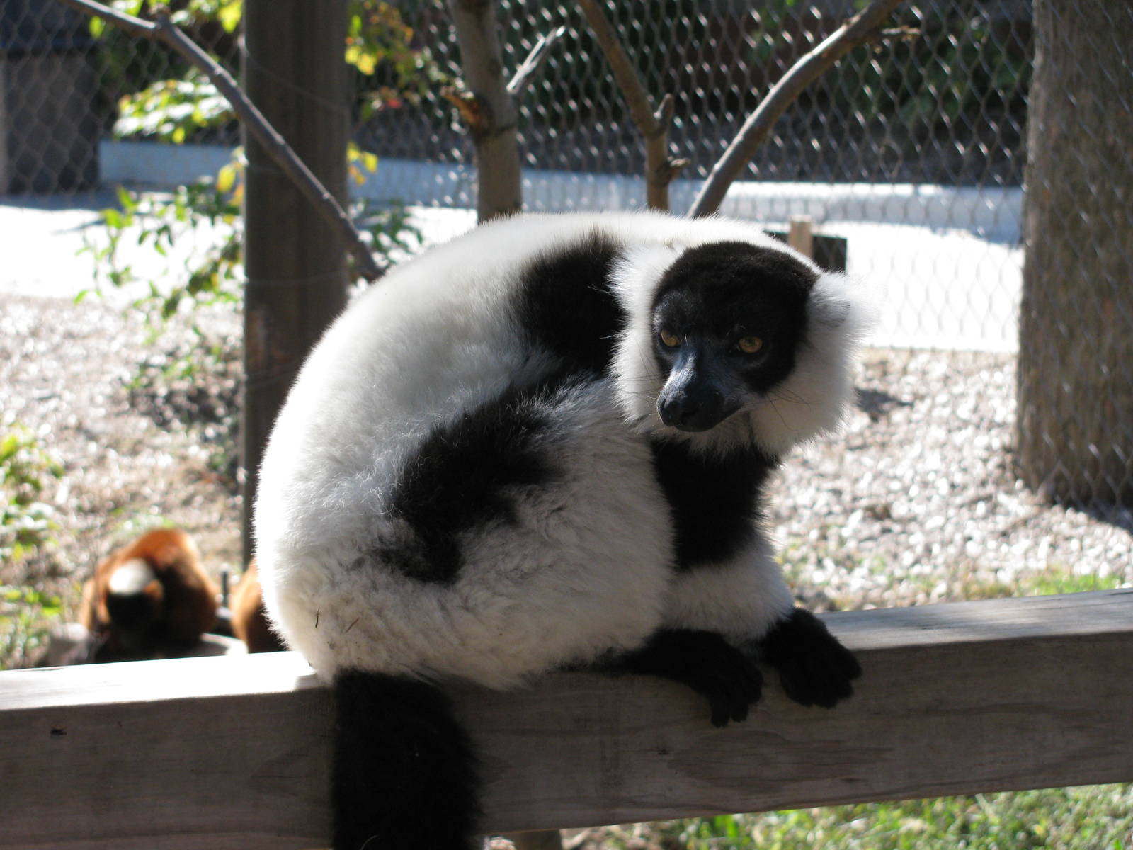 Expedition Madagascar-Black-and-White Ruffed Lemur