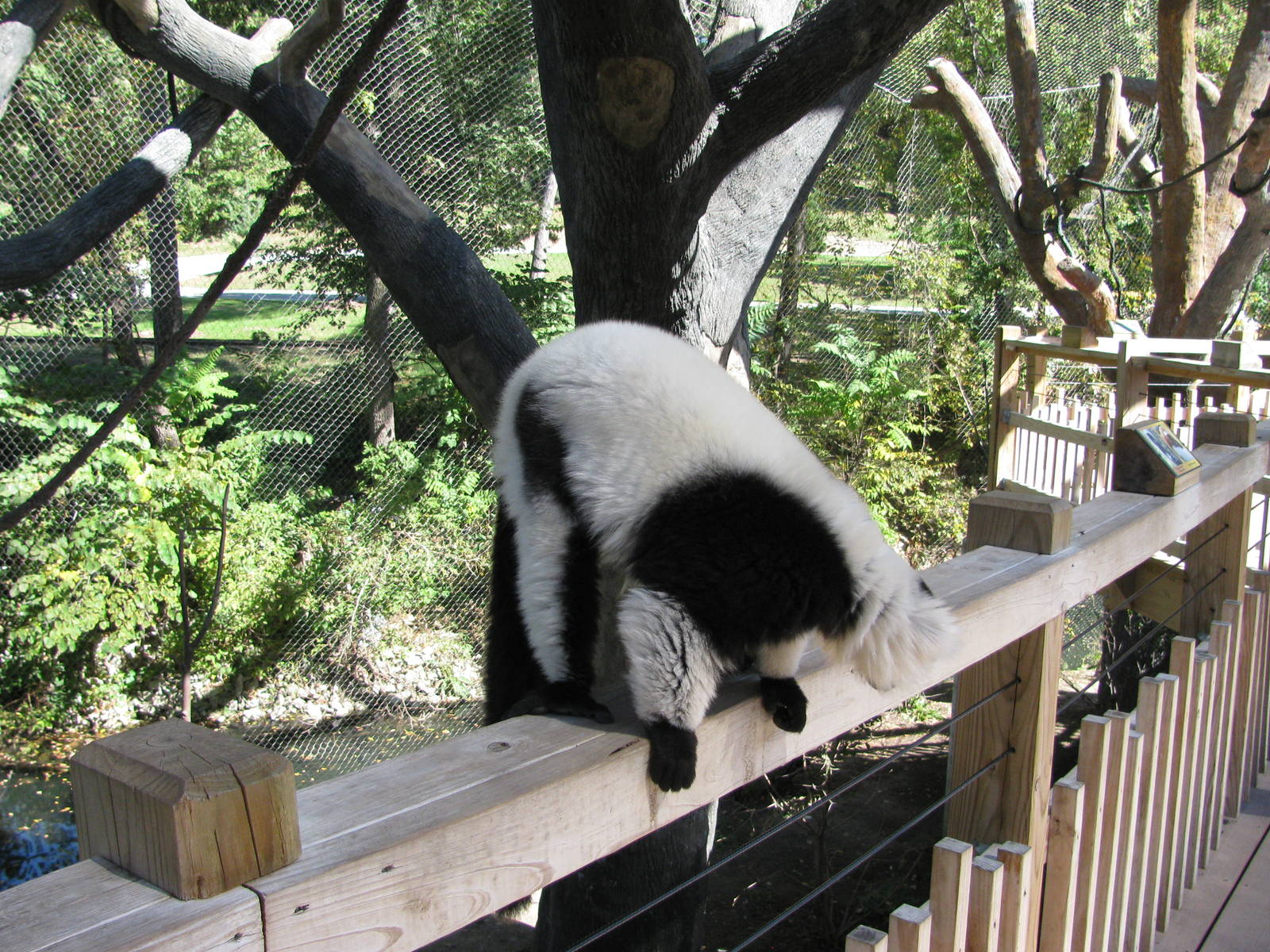 Expedition Madagascar-Black-and-White Ruffed Lemur