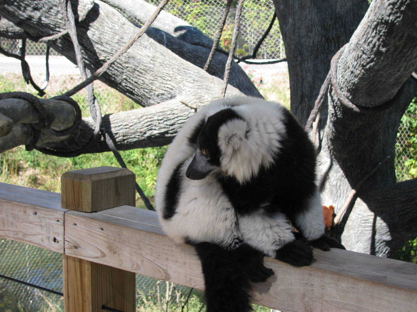 Expedition Madagascar-Black-and-White Ruffed Lemur
