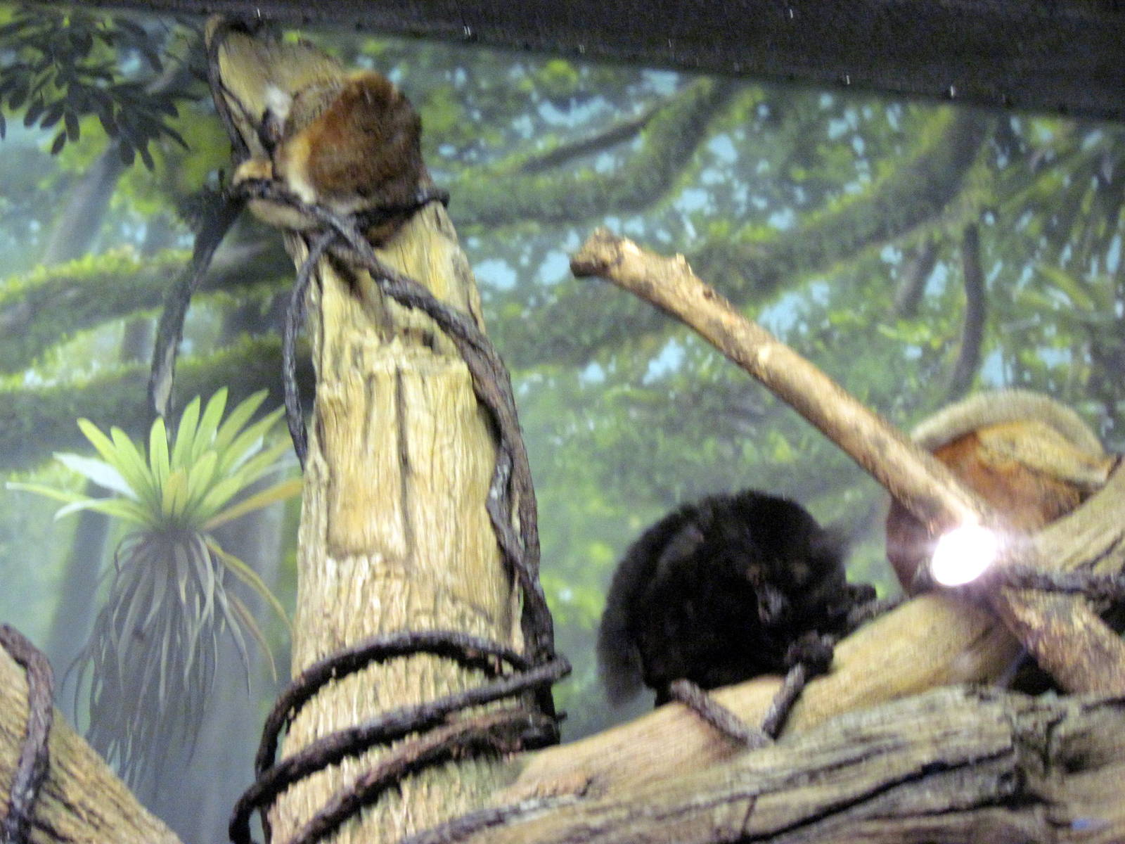 Expedition Madagascar-Black Lemurs