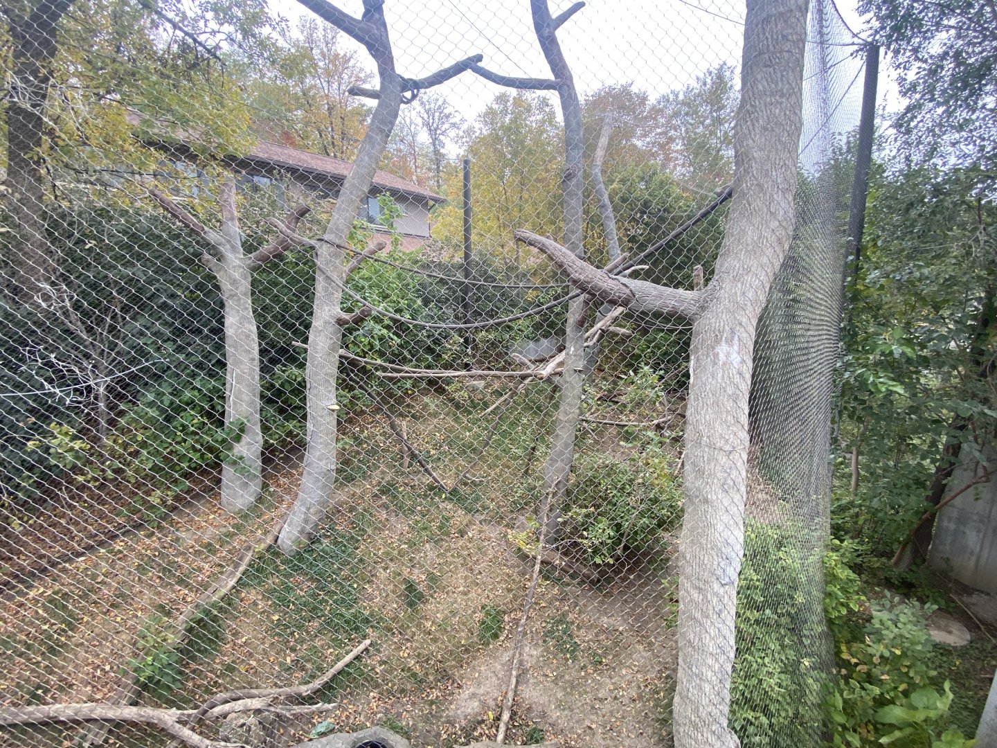 Expedition Madagascar - Black & White Ruffed Lemur/Crowned Lemur/Radiated Tortoise Exhibit
