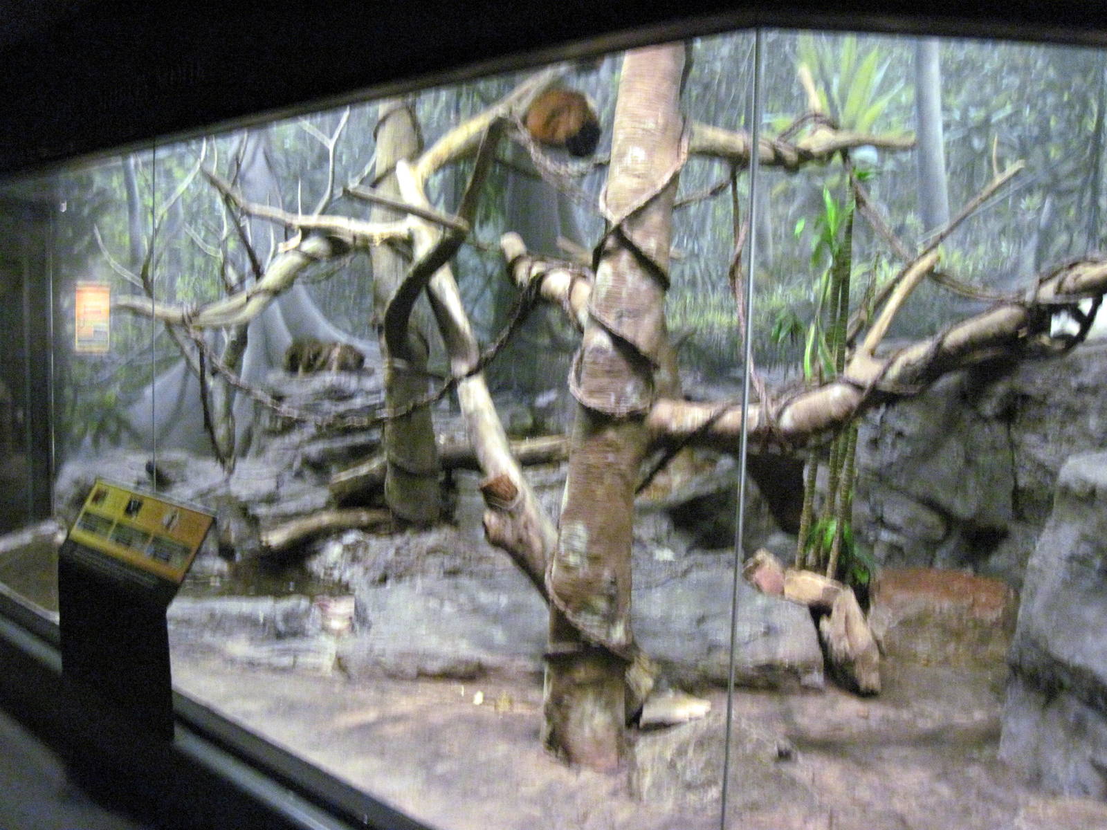 Expedition Madagascar-Collared Lemur/Red Ruffed Lemur/Black and White Ruffe