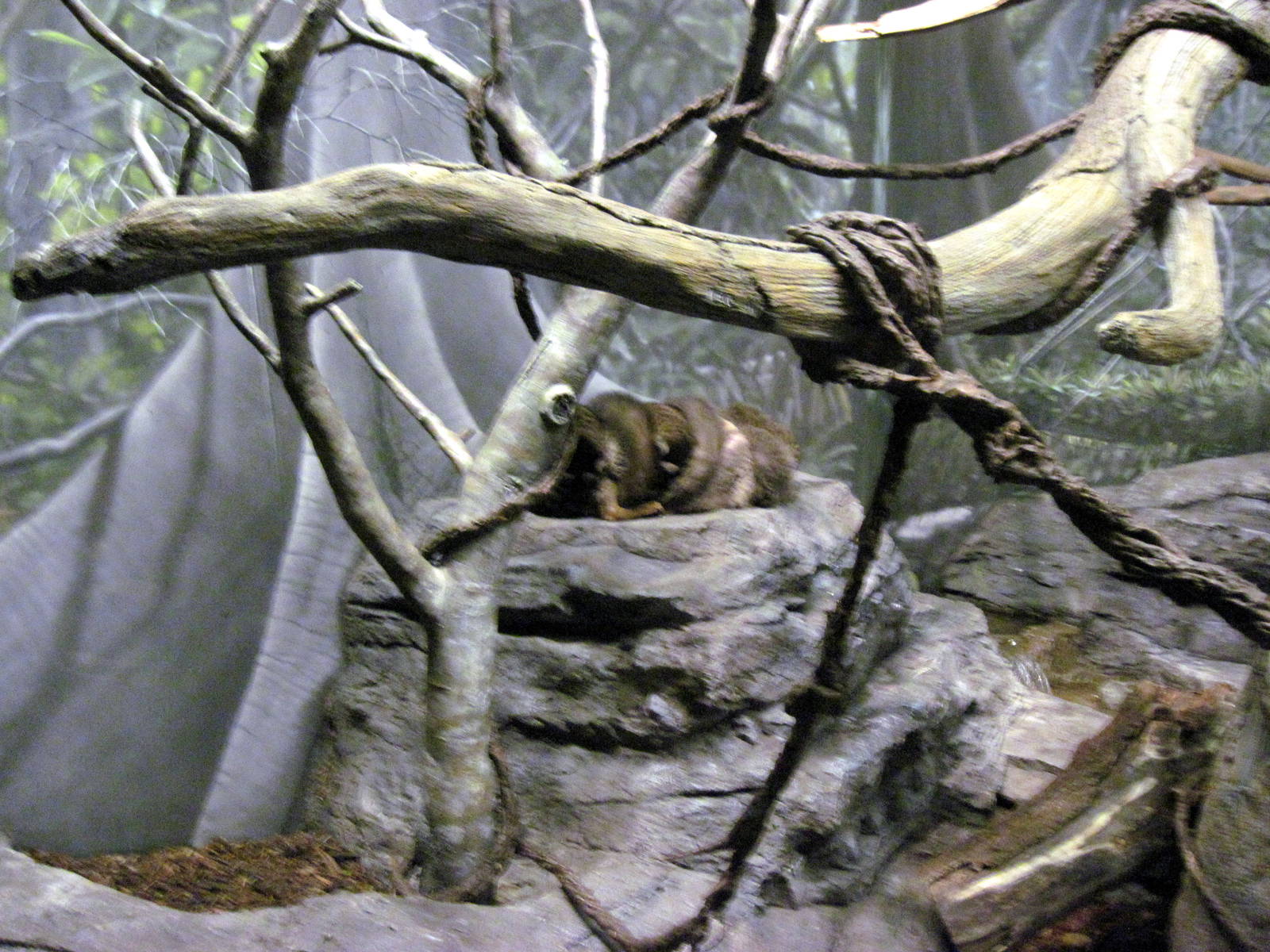 Expedition Madagascar-Collared Lemur