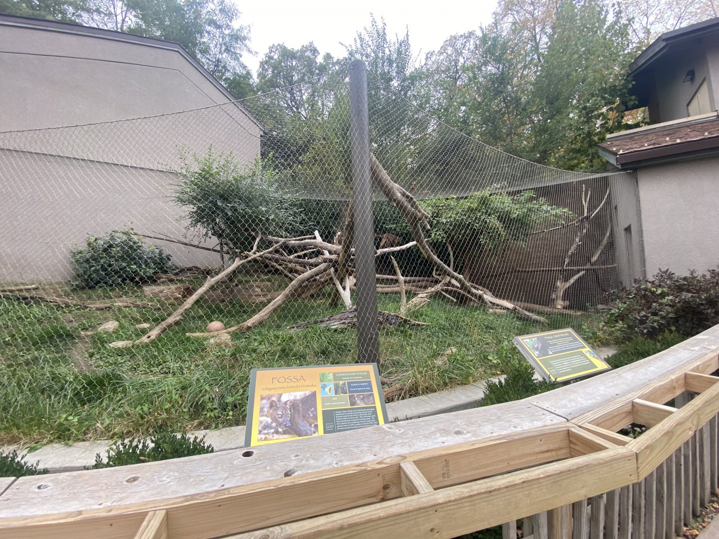 Expedition Madagascar - Fossa Exhibit