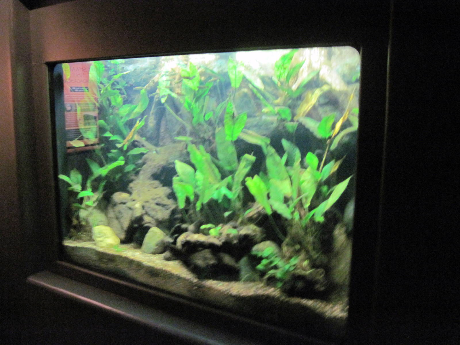Expedition Madagascar-Freshwater Fish Aquarium