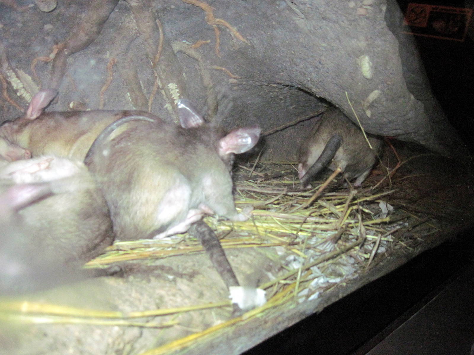 Expedition Madagascar-Giant Rats