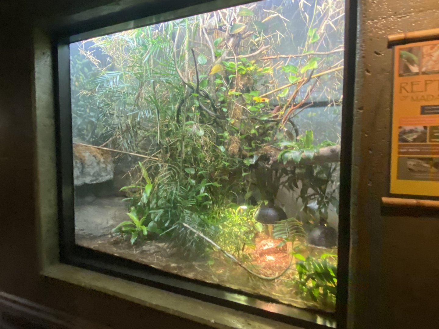 Expedition Madagascar - Giant-Tailed Gecko/Spiny-Tailed Iguana/Plated Lizard/Flat-Tailed Lizard Exhibit