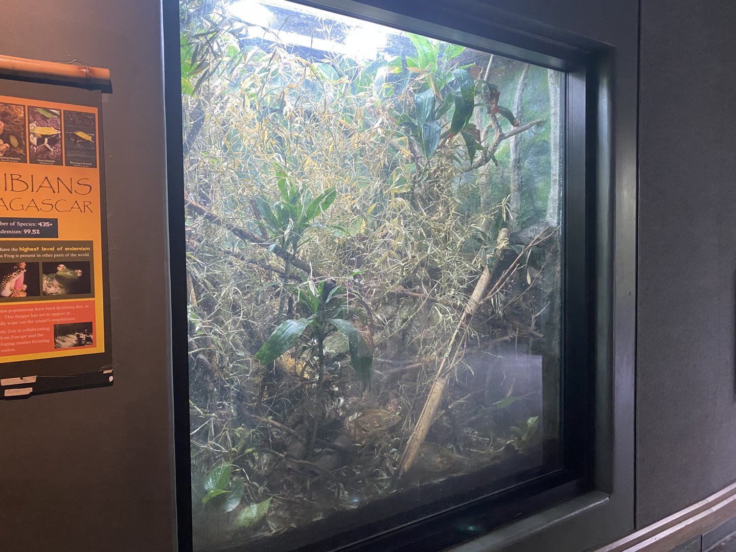 Expedition Madagascar - Golden Mantella/Climging Mantella/Green Mantella/Blue-Legged Mantella/Reed Frog Exhibit