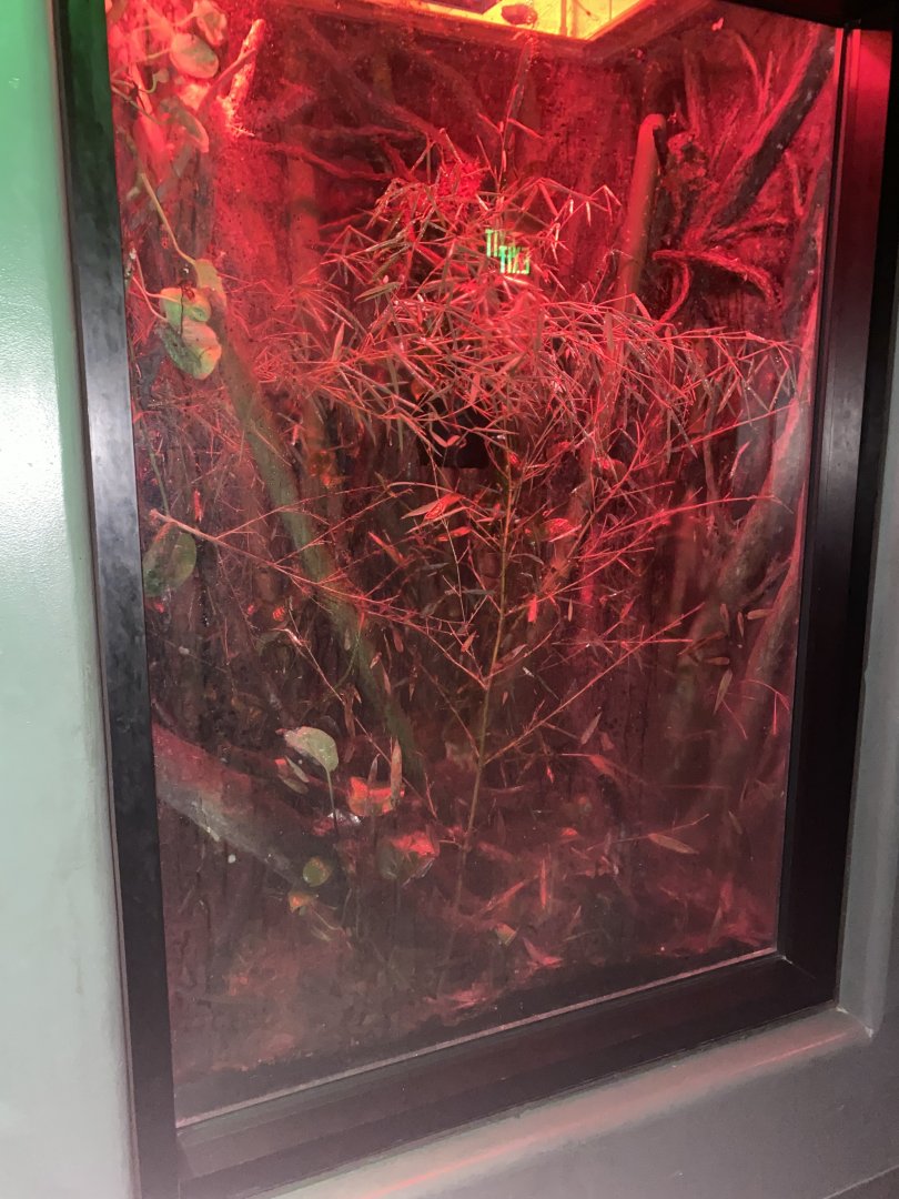 Expedition Madagascar - Henkel’s Leaf-Tailed Gecko Terrarium