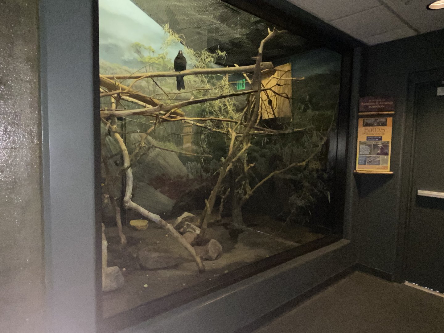 Expedition Madagascar - Lesser Vasa Parrot Exhibit