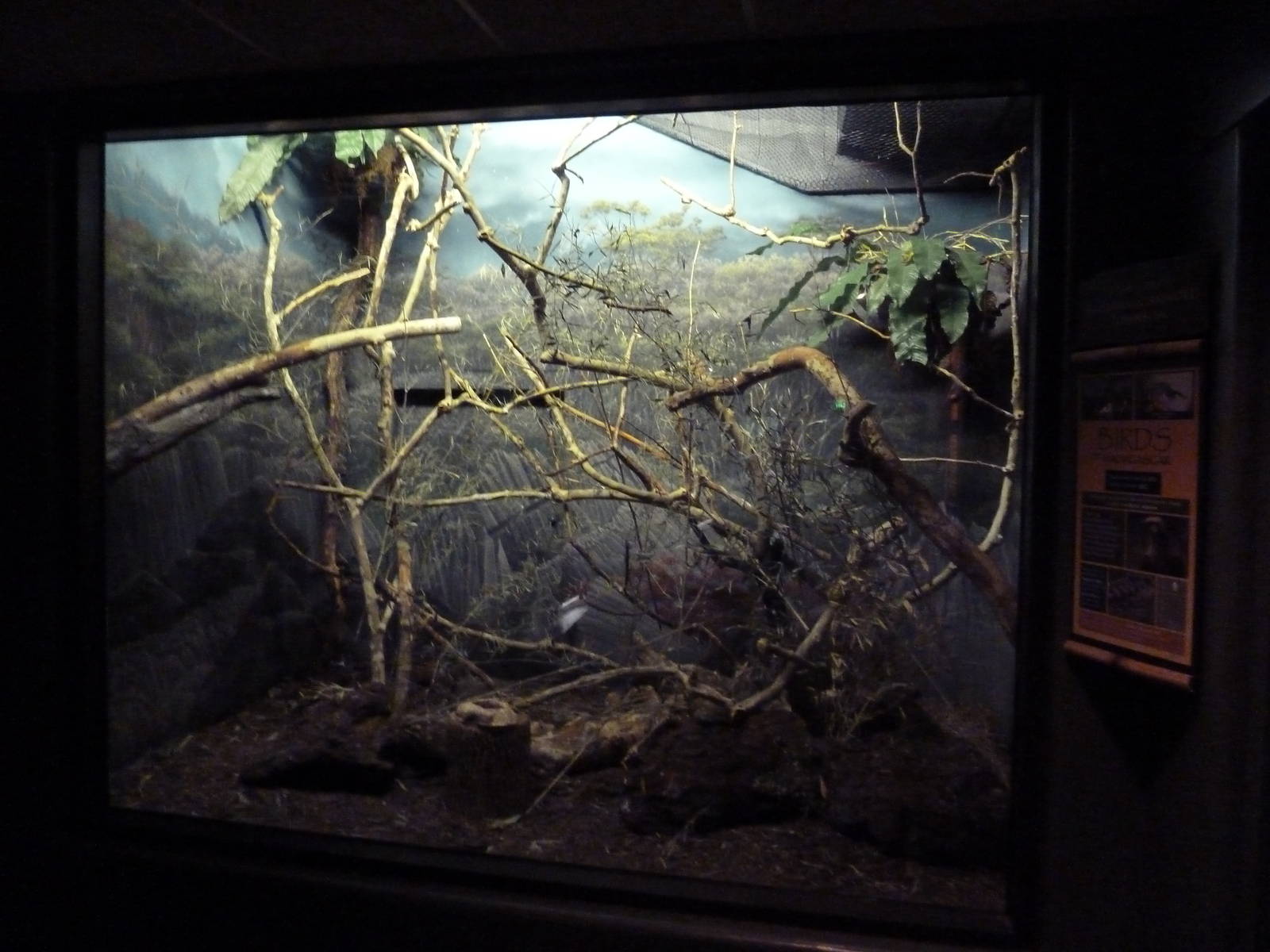 Expedition Madagascar - Lesser Vasa Parrot/Northern Crested Coua Exhibit