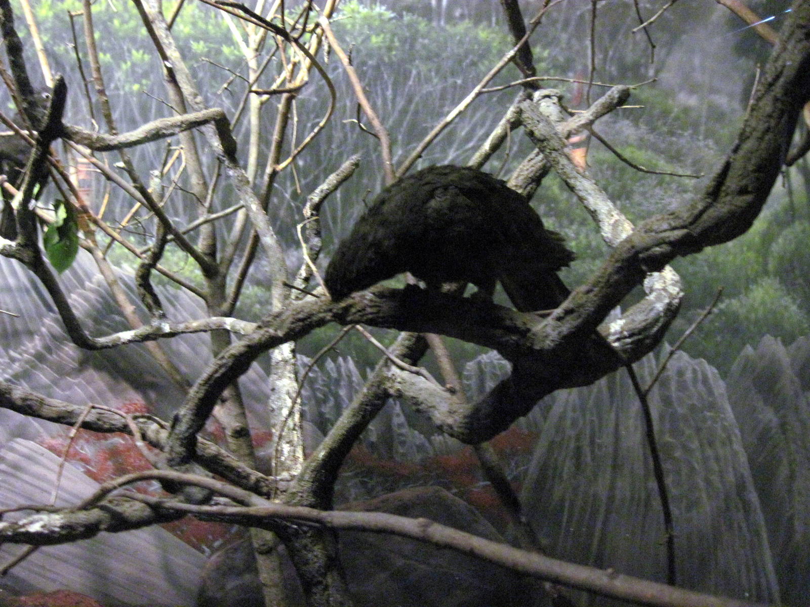 Expedition Madagascar-Lesser Vasa Parrot