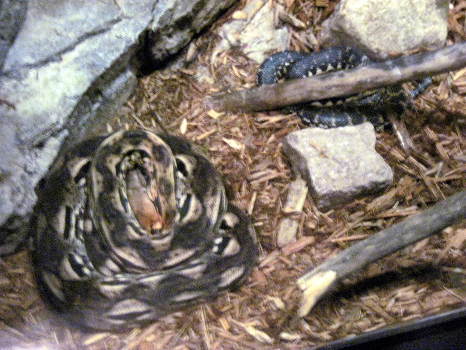 Expedition Madagascar-Madagascan Ground Boa and Malagasy Hognose Snake