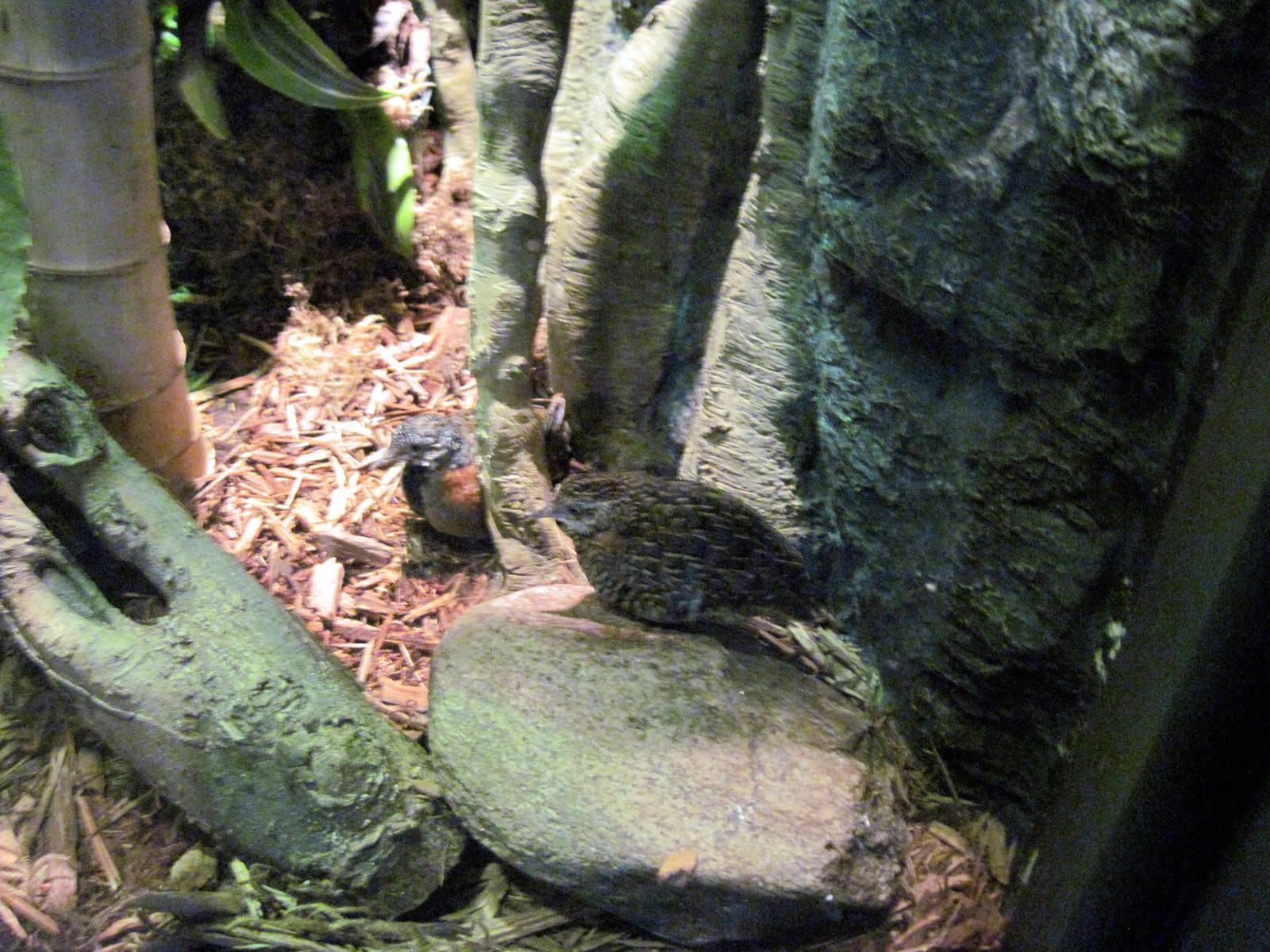 Expedition Madagascar-Madagascar Button Quails