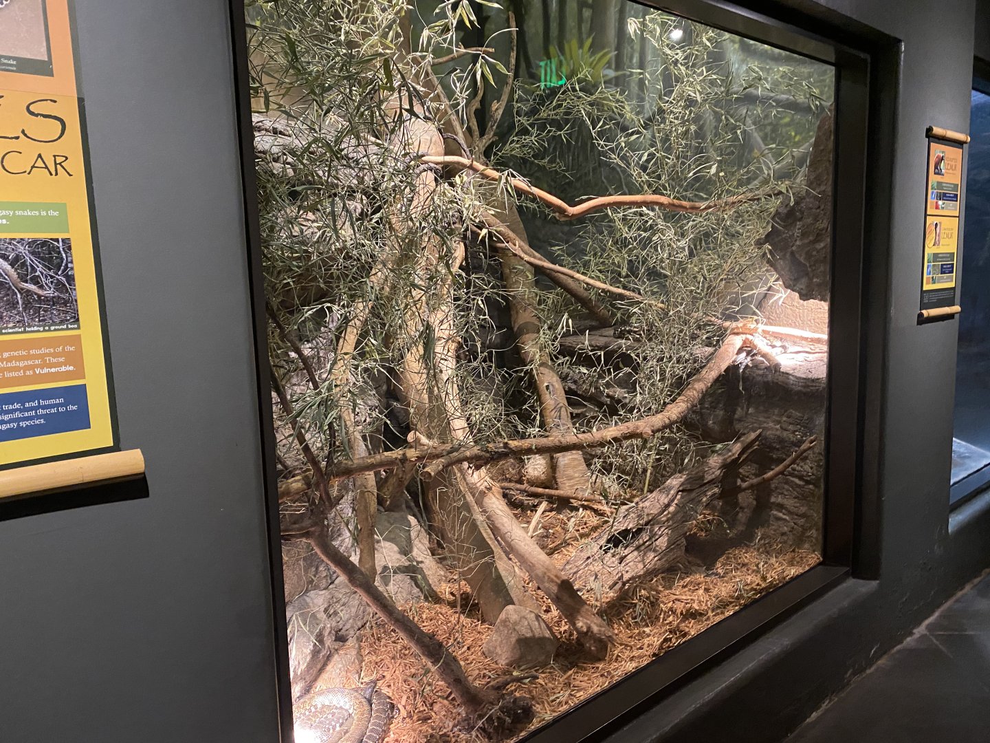 Expedition Madagascar - Madagascar Ground Boa/Malagasy Hognose Snake Exhibit
