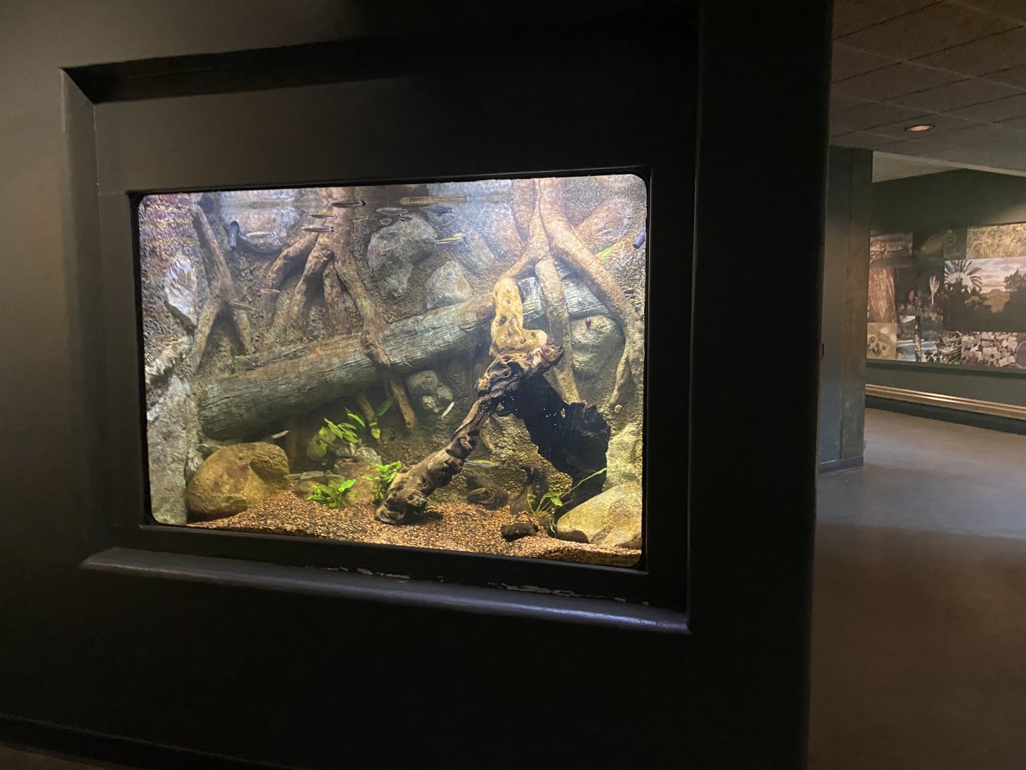 Expedition Madagascar - Malagasy Ciclid Tank