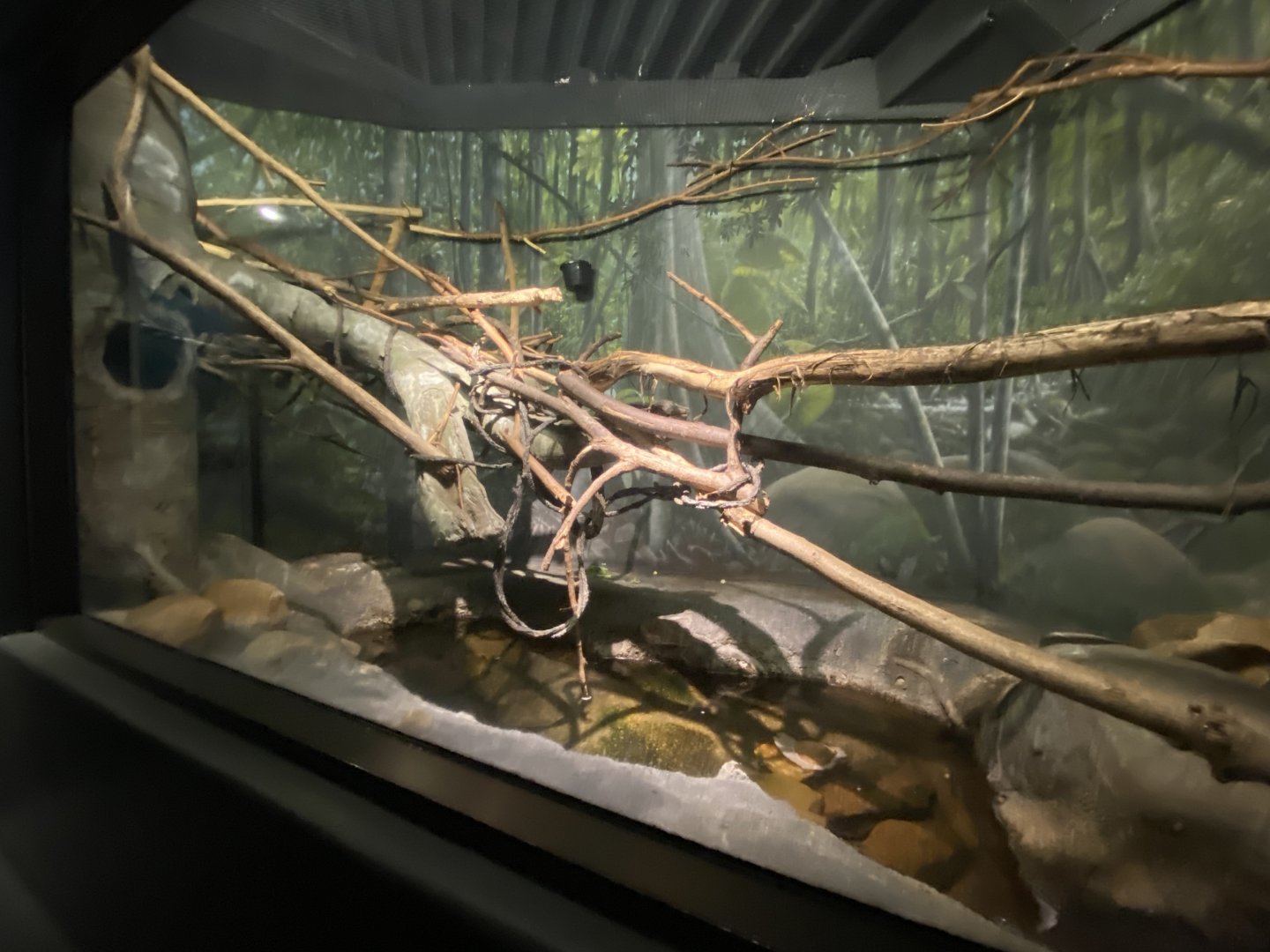 Expedition Madagascar - Mongoose Lemur Exhibit