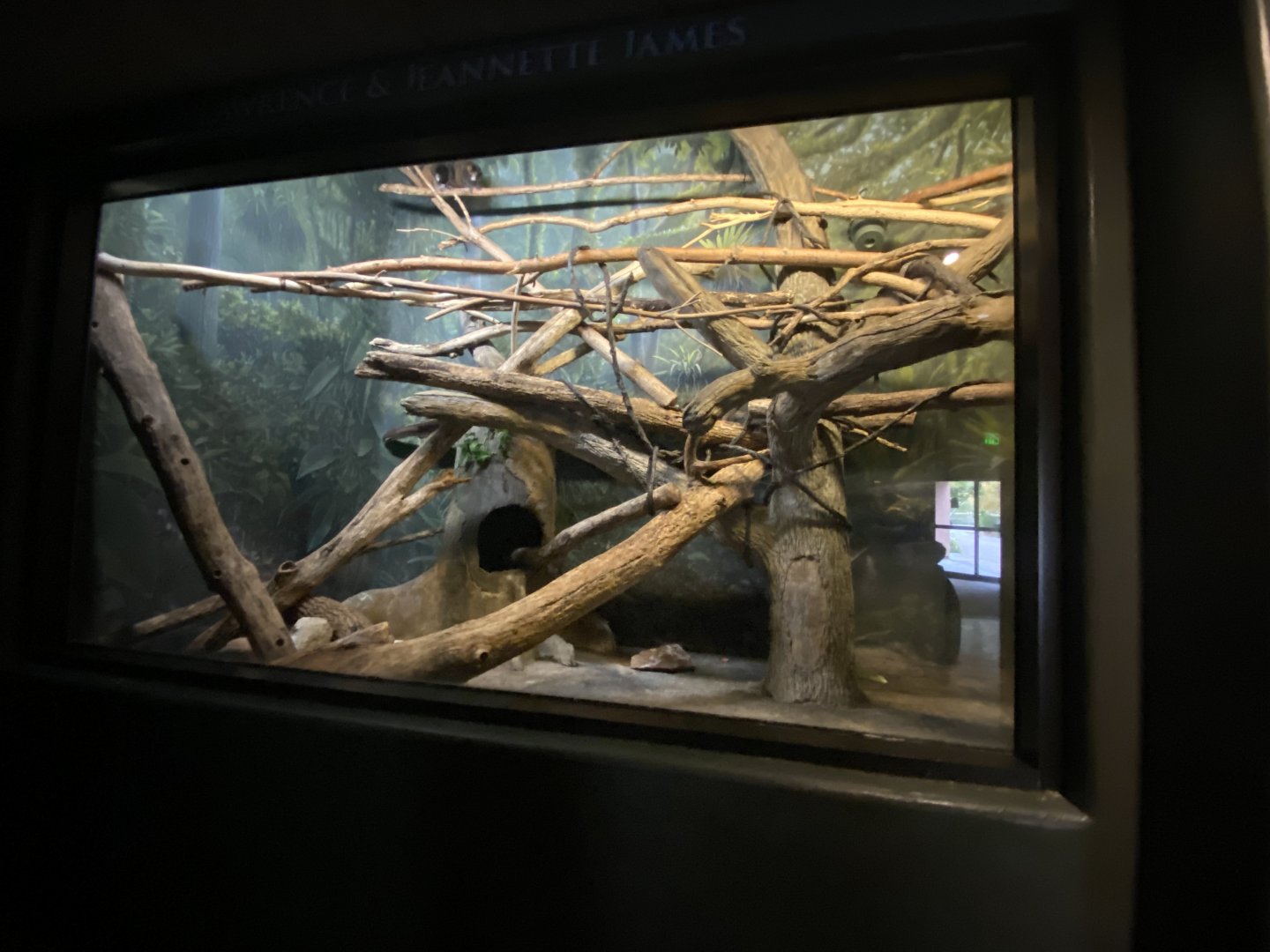 Expedition Madagascar - Mongoose Lemur Exhibit