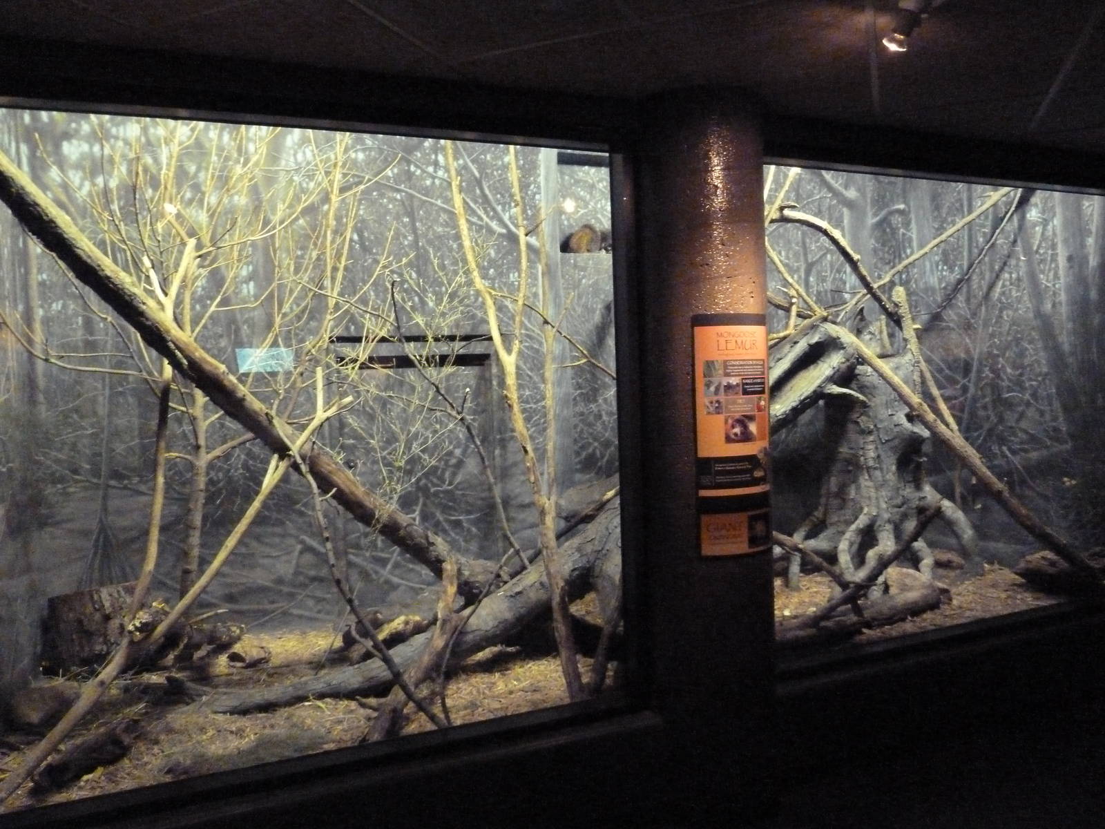 Expedition Madagascar - Mongoose Lemur/Giant Jumping Rat Exhibit