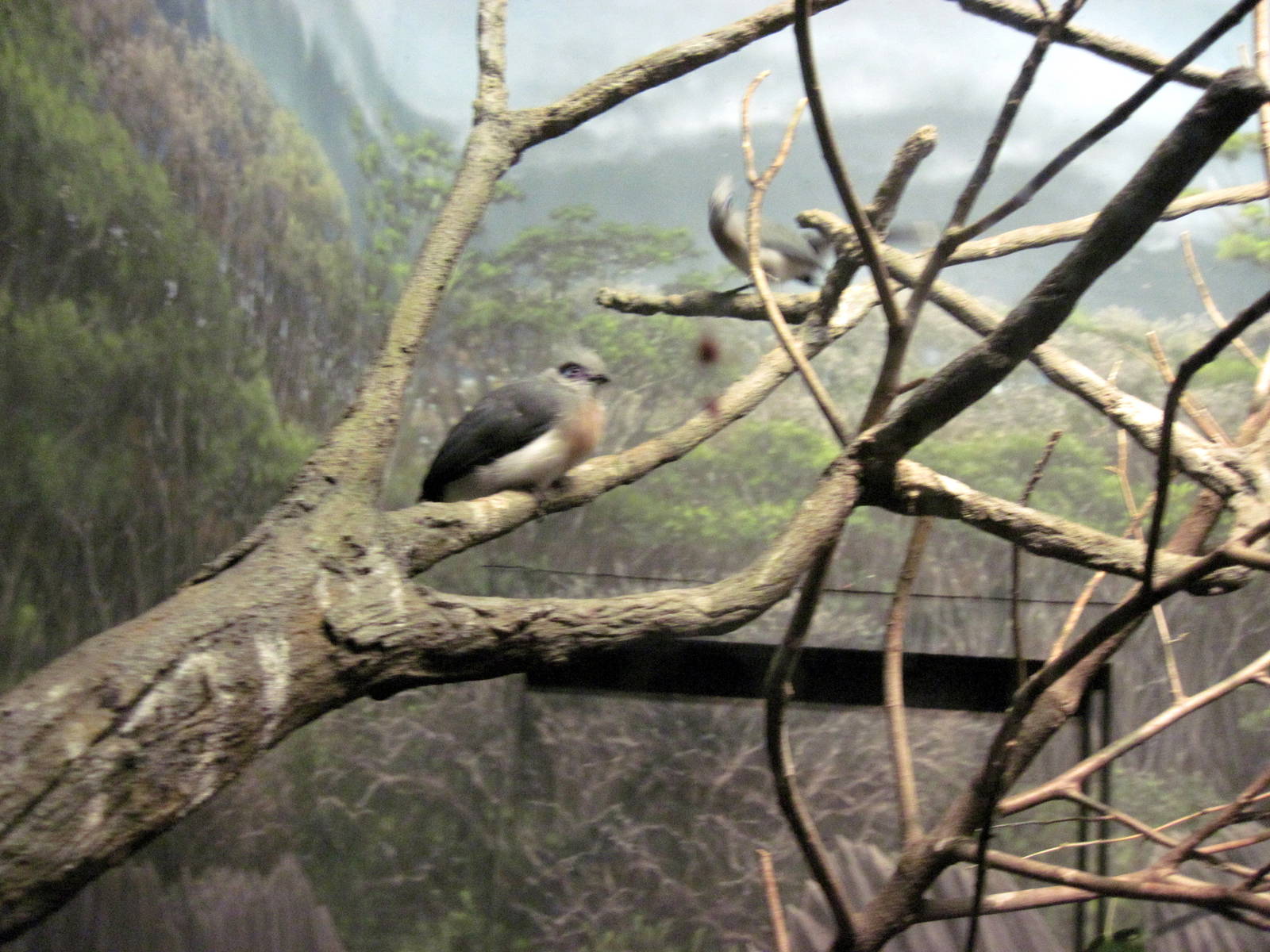 Expedition Madagascar-Northern Crested Coua