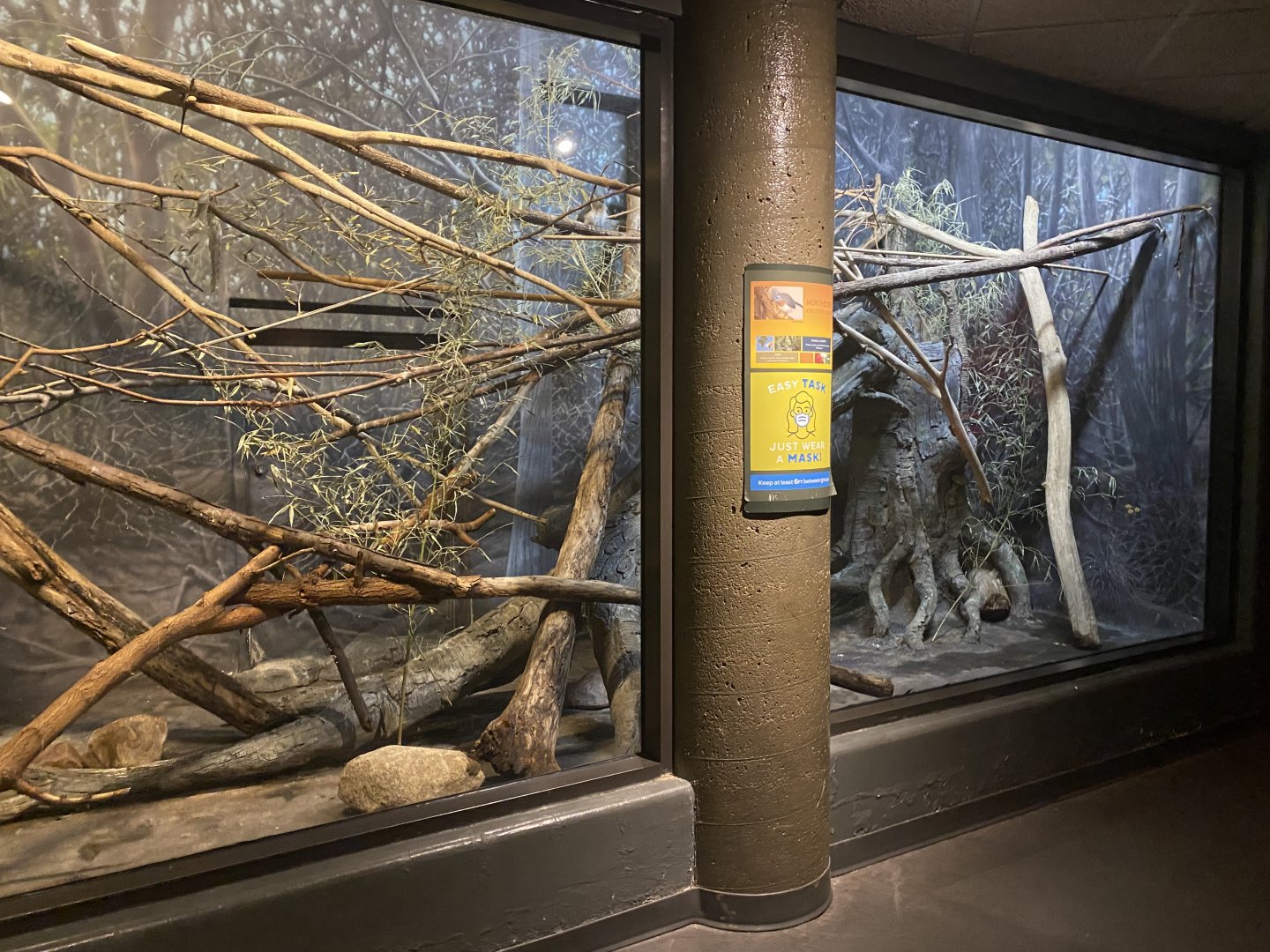 Expedition Madagascar - Northern Crested Coua