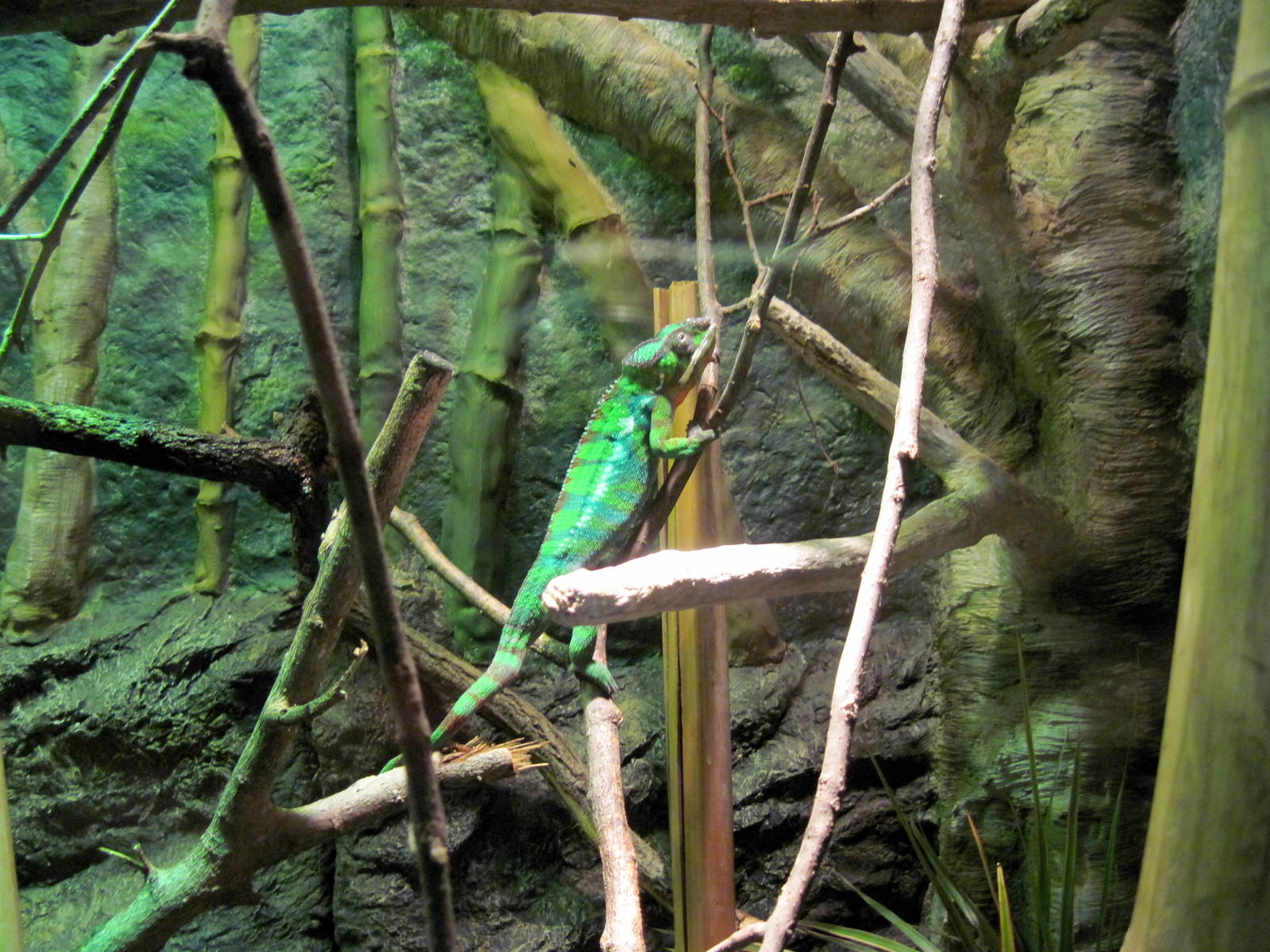 Expedition Madagascar-Panther Chameleon