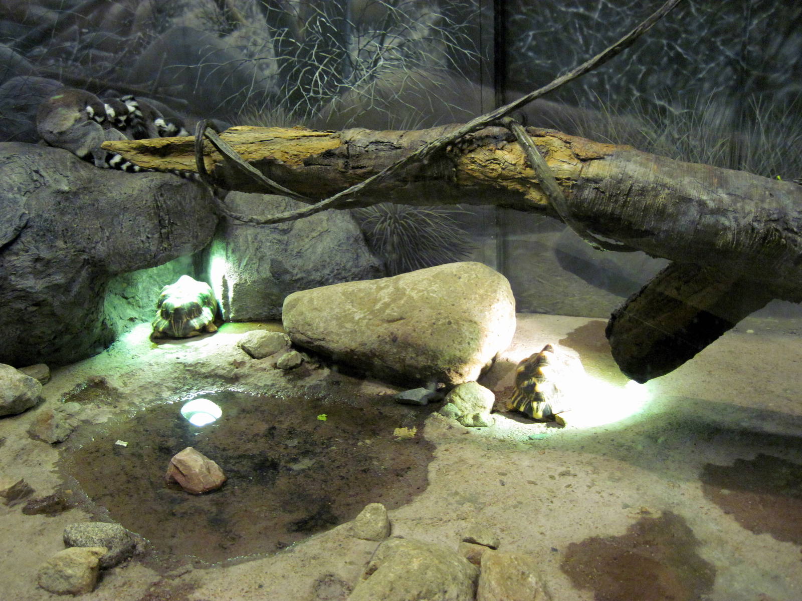 Expedition Madagascar-Radiated Tortoises