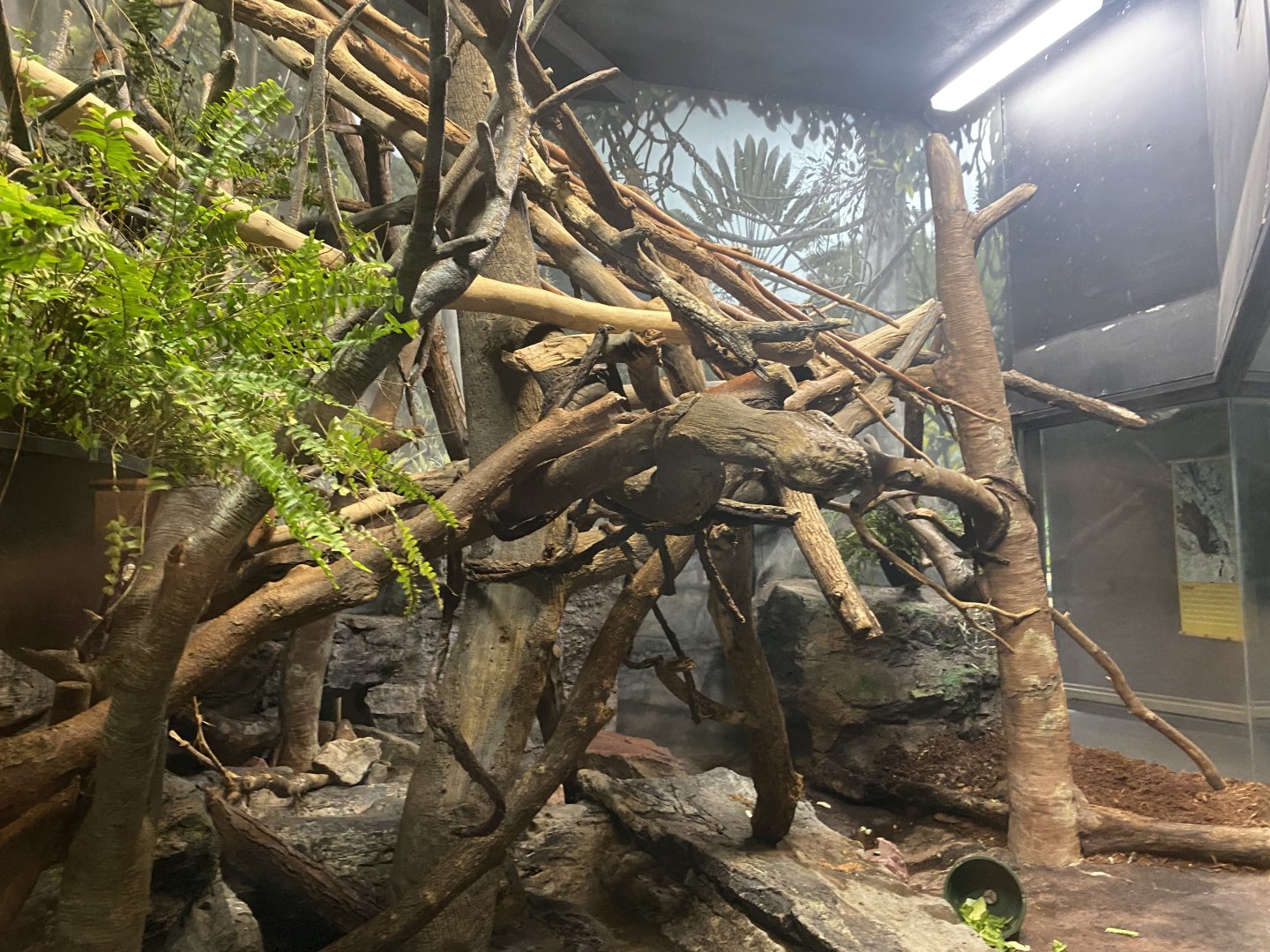 Expedition Madagascar - Red Ruffed Lemur/Common Brown Lemur Exhibit