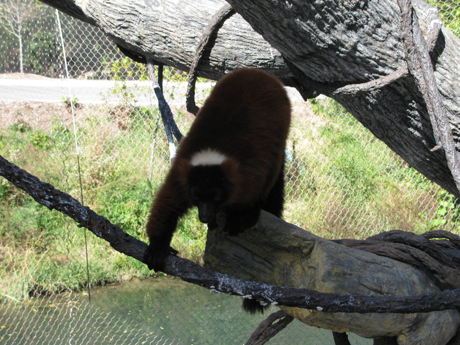 Expedition Madagascar-Red-ruffed Lemur