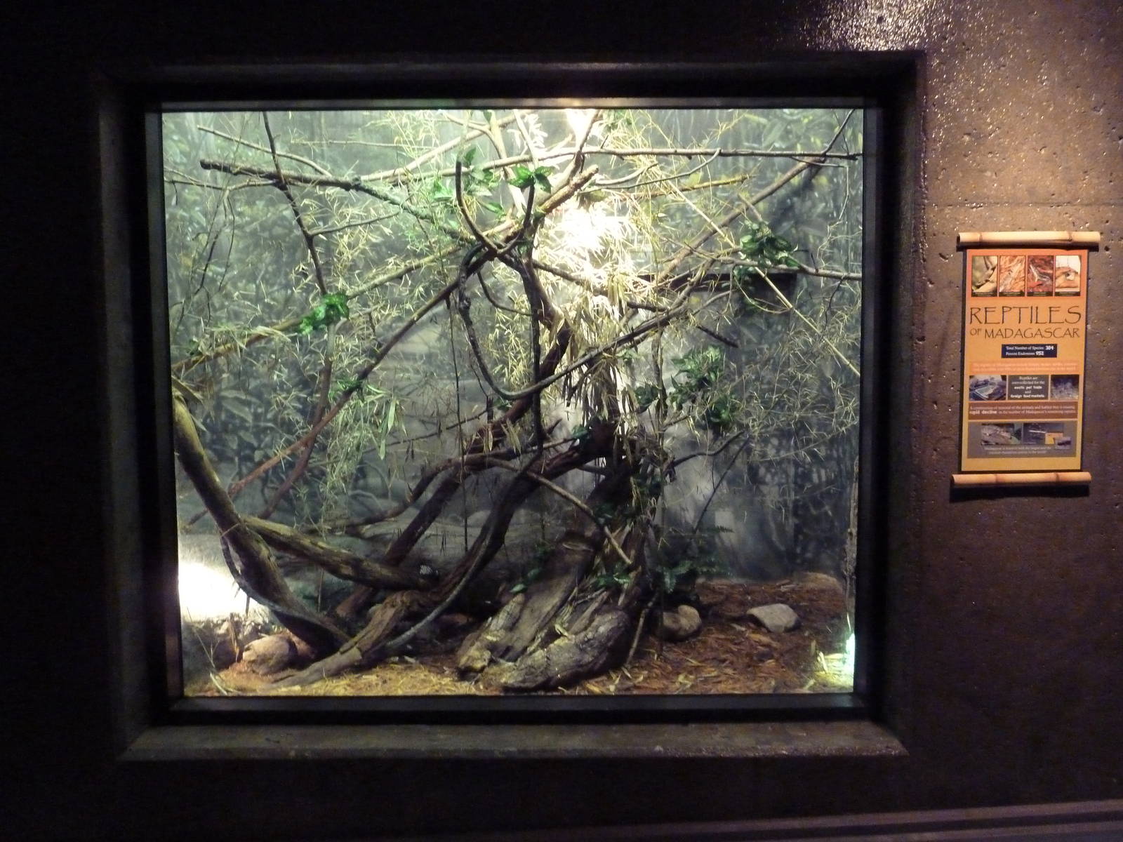 Expedition Madagascar - Reptiles of Madagascar Exhibit