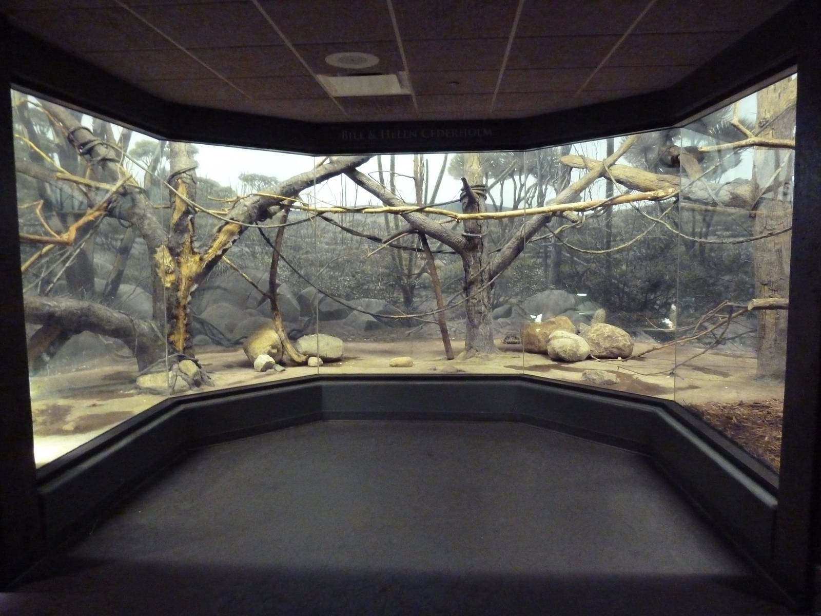 Expedition Madagascar - Ring-Tailed Lemur/Collared Brown Lemur Exhibit