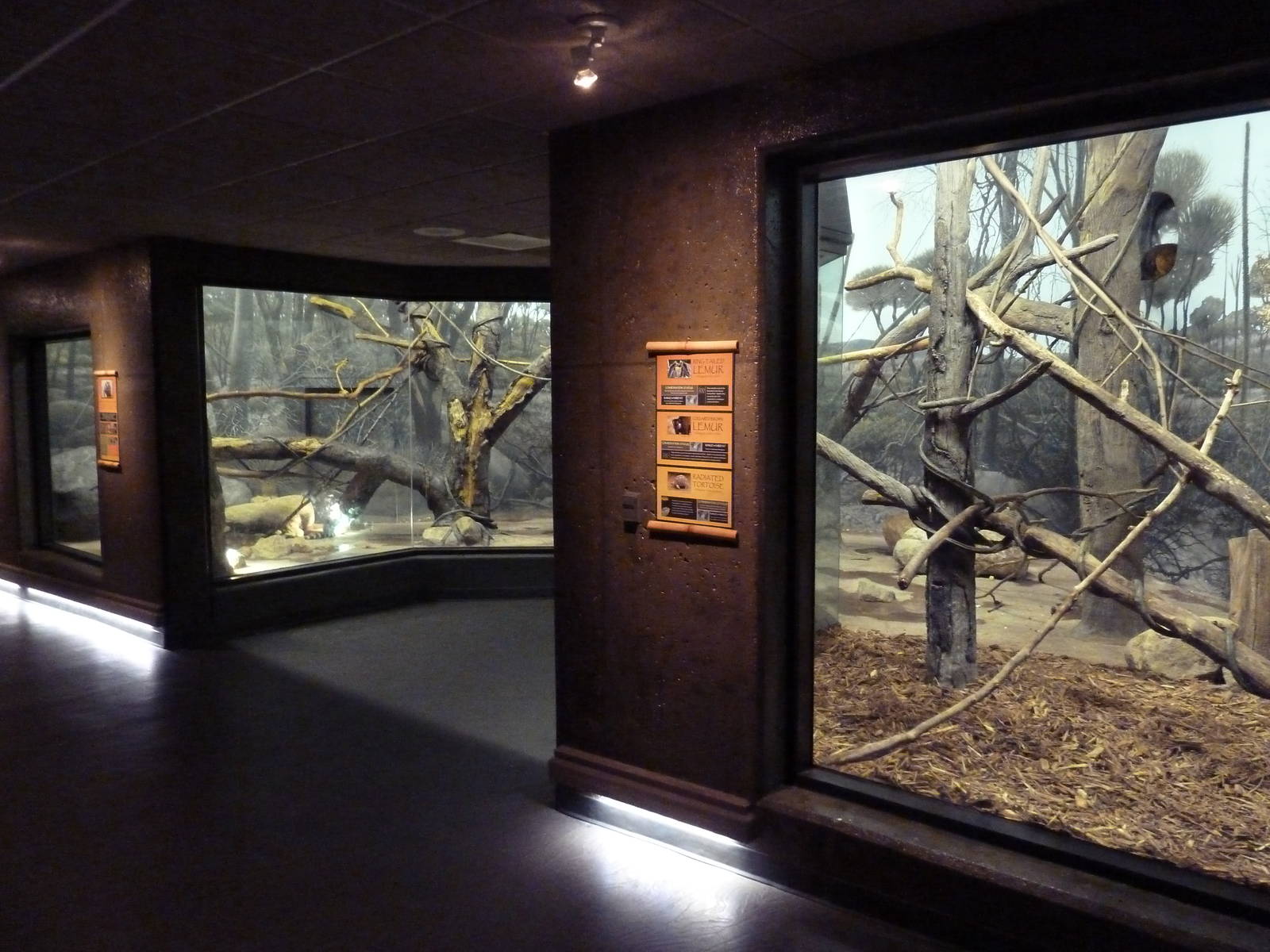 Expedition Madagascar - Ring-Tailed Lemur/Collared Brown Lemur Exhibit