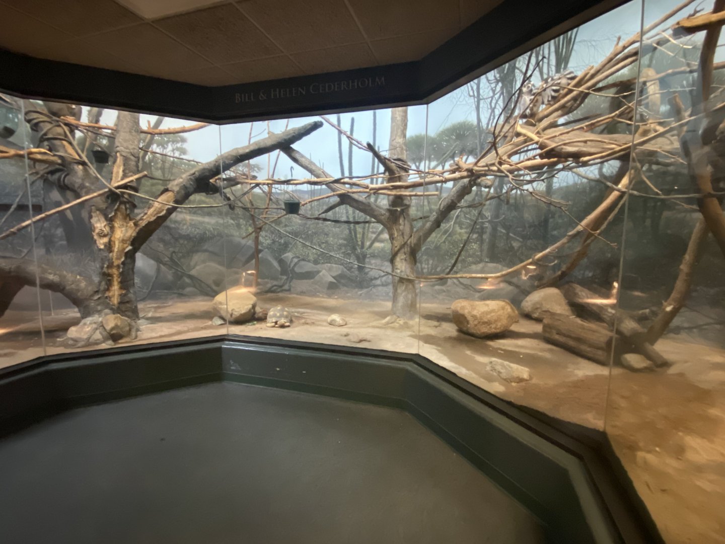 Expedition Madagascar - Ring-tailed Lemur/Common Brown Lemur/Mongoose Lemur/Radiated Tortoise Exhibit