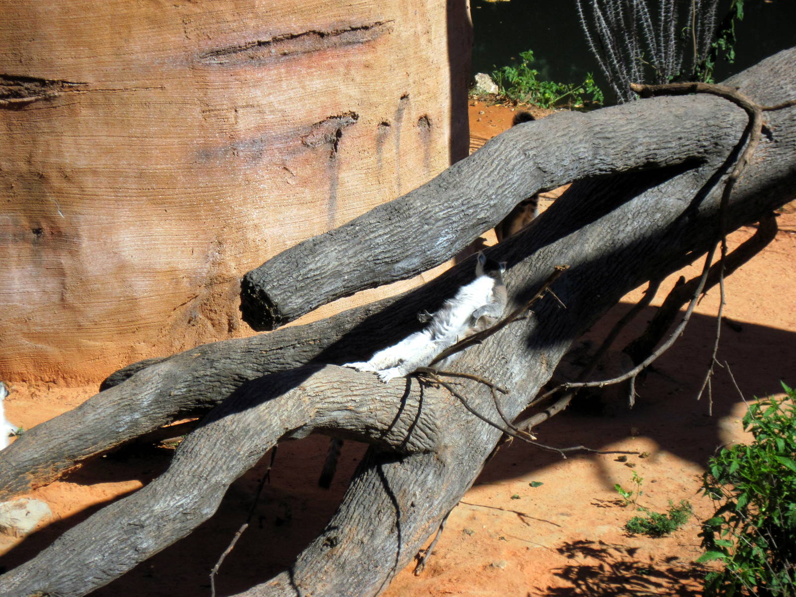 Expedition Madagascar-Ring-tailed Lemur