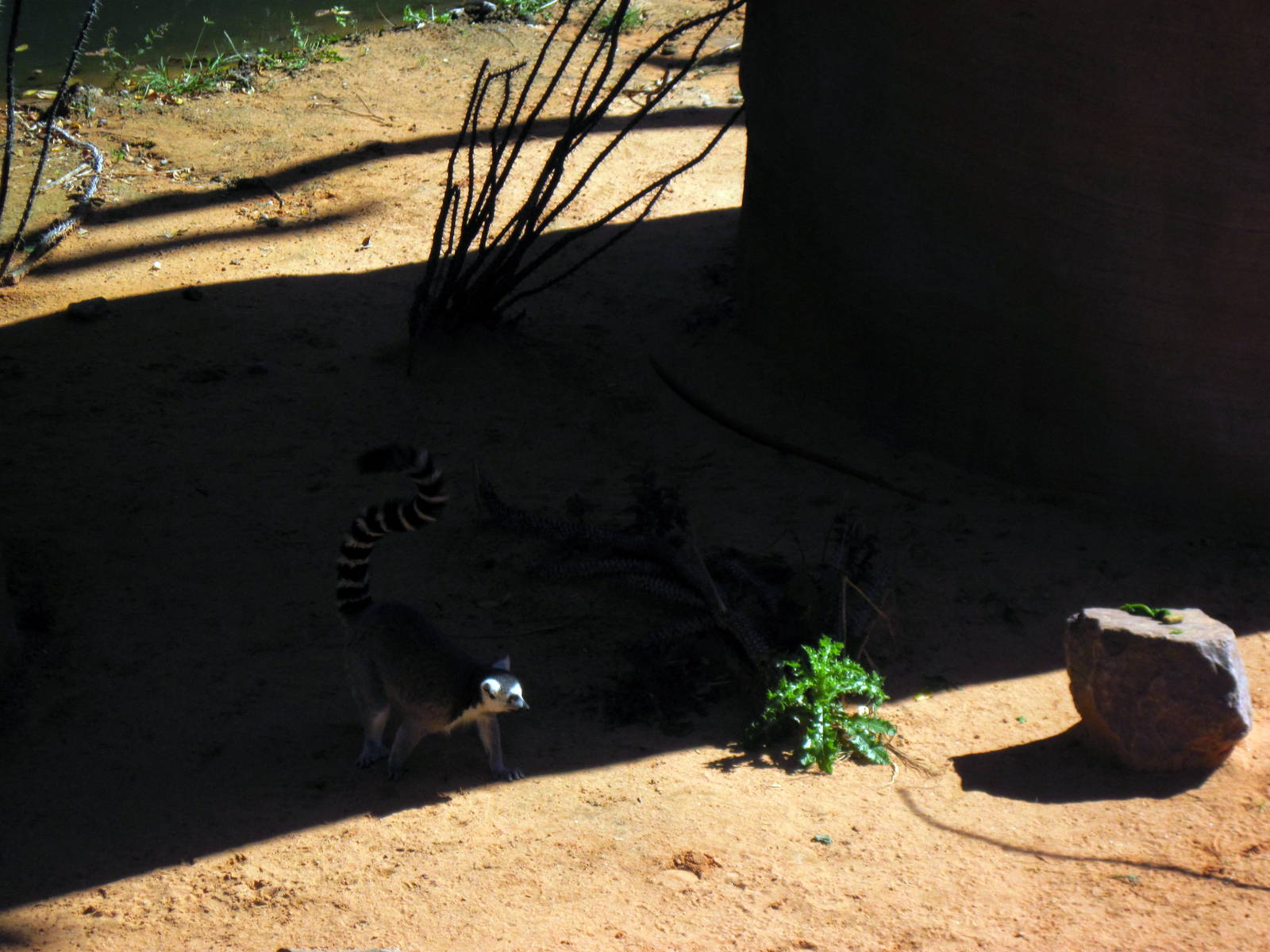 Expedition Madagascar-Ring-tailed Lemur