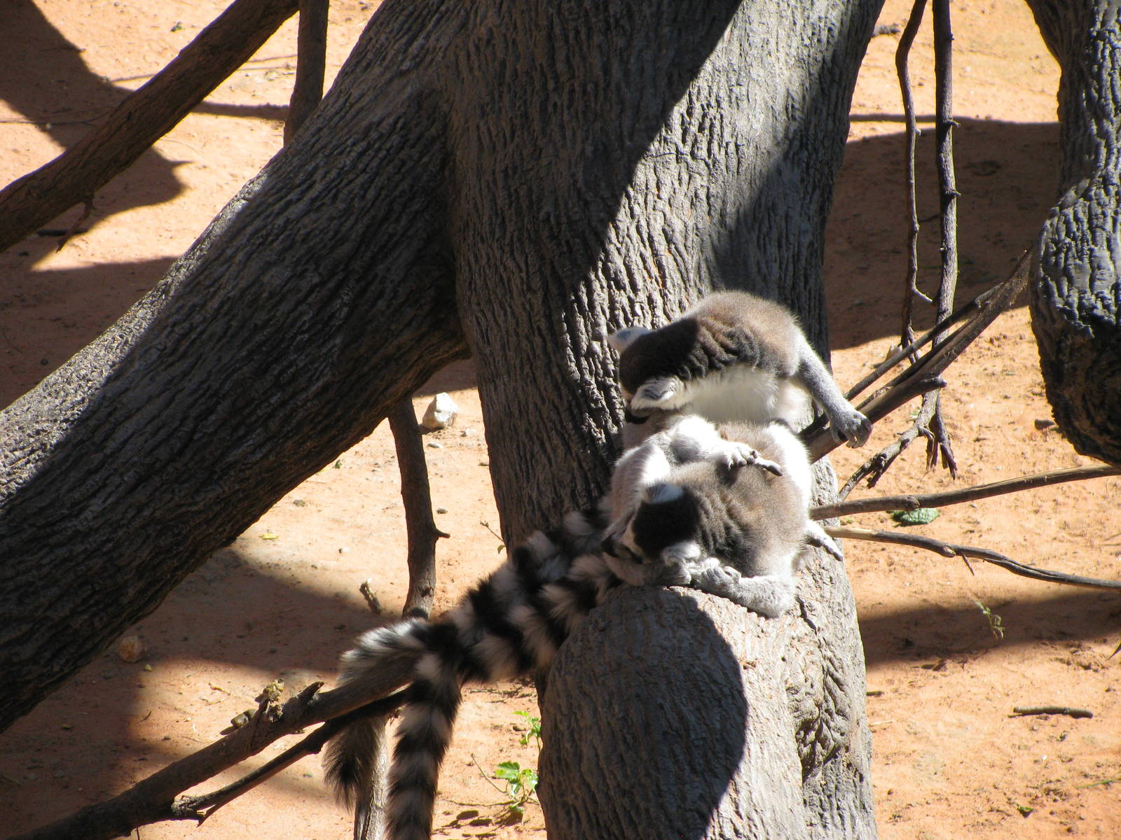 Expedition Madagascar-Ring-tailed Lemur