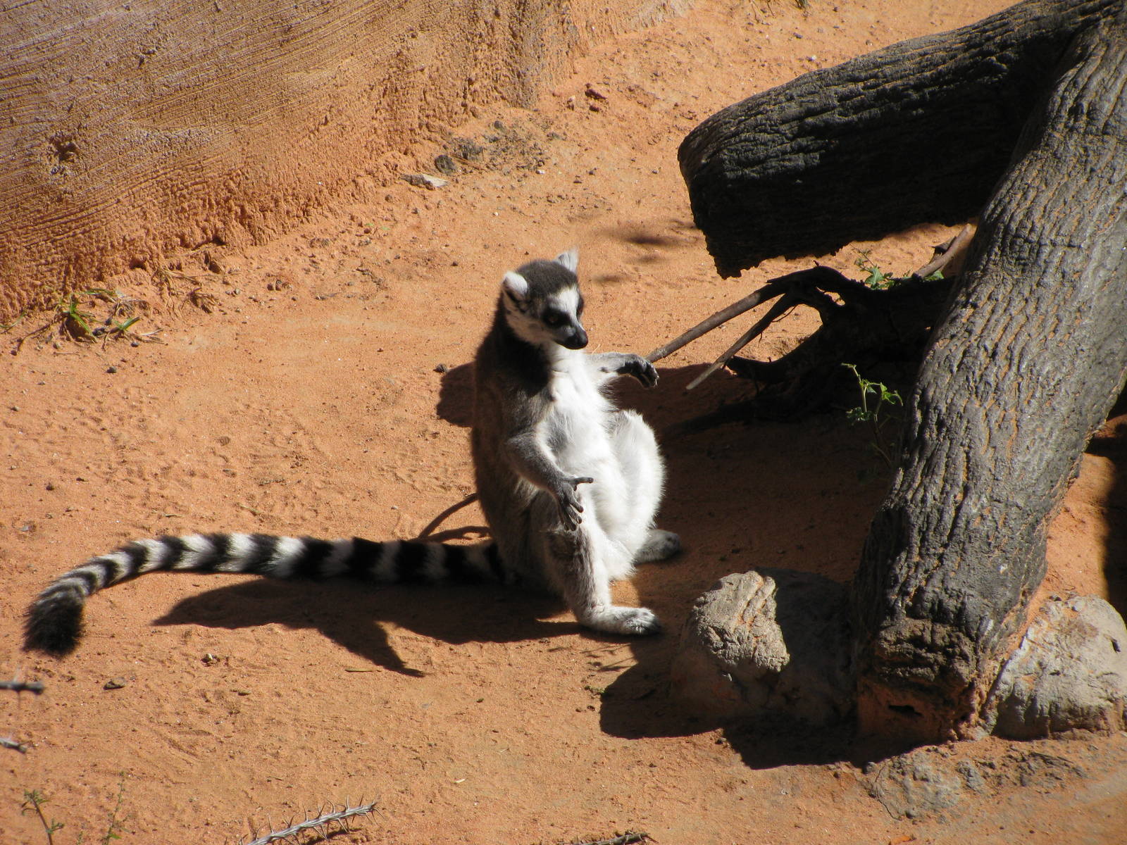 Expedition Madagascar-Ring-tailed Lemur