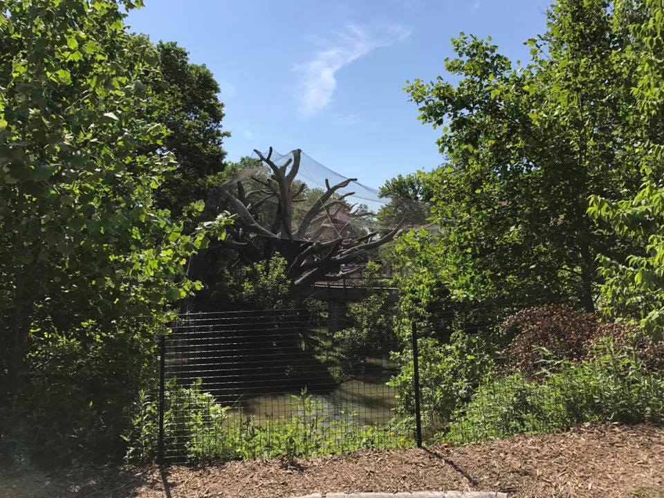 Expedition Madagascar- Ring-Tailed Lemur