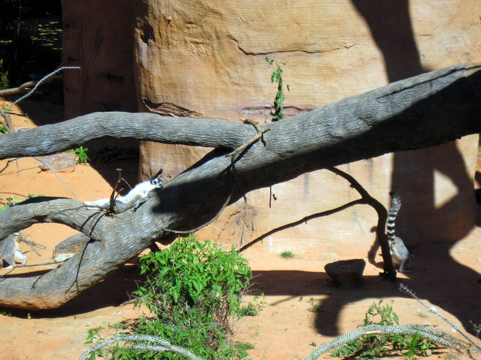 Expedition Madagascar-Ring-tailed Lemurs