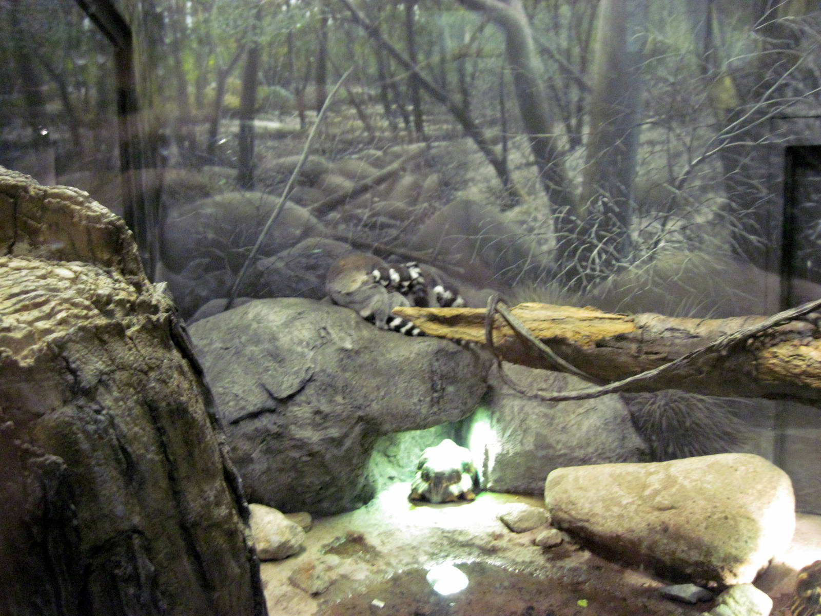 Expedition Madagascar-Ring-tailed Lemurs