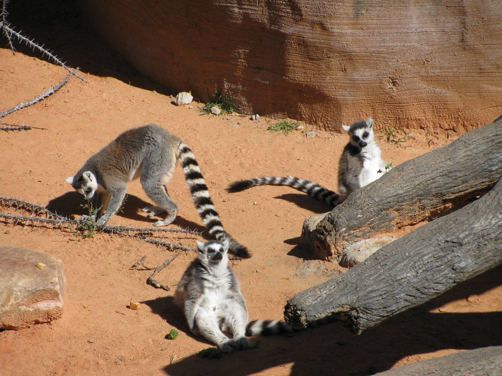 Expedition Madagascar-Ring-tailed Lemurs