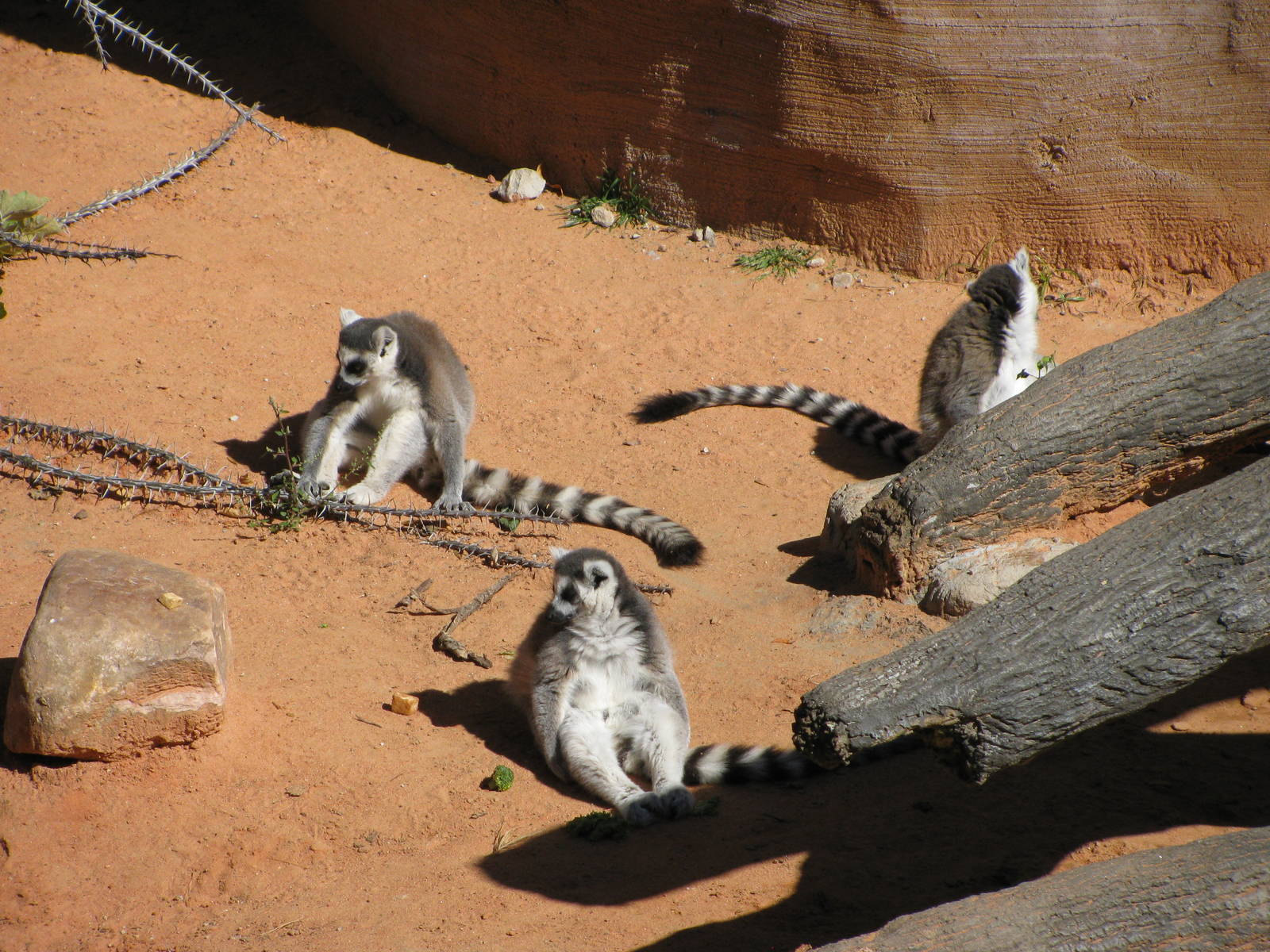 Expedition Madagascar-Ring-tailed Lemurs