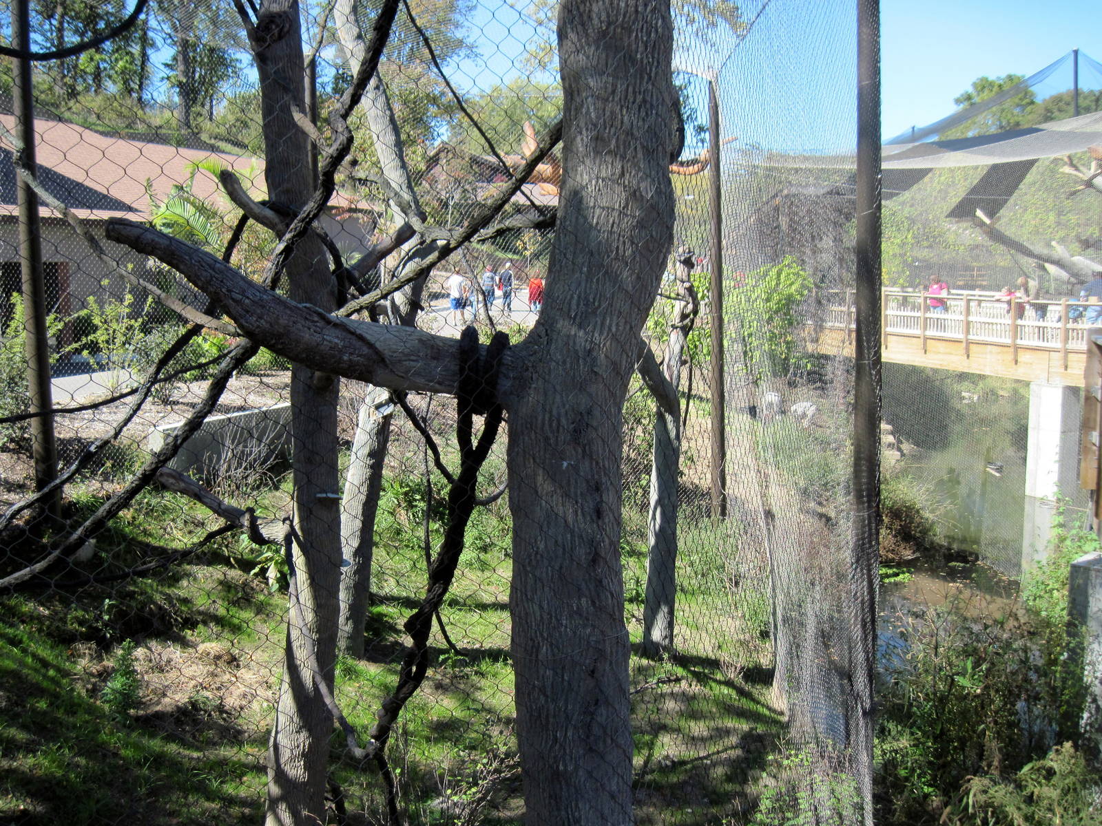 Expedition Madagascar-Sifaka Exhibit