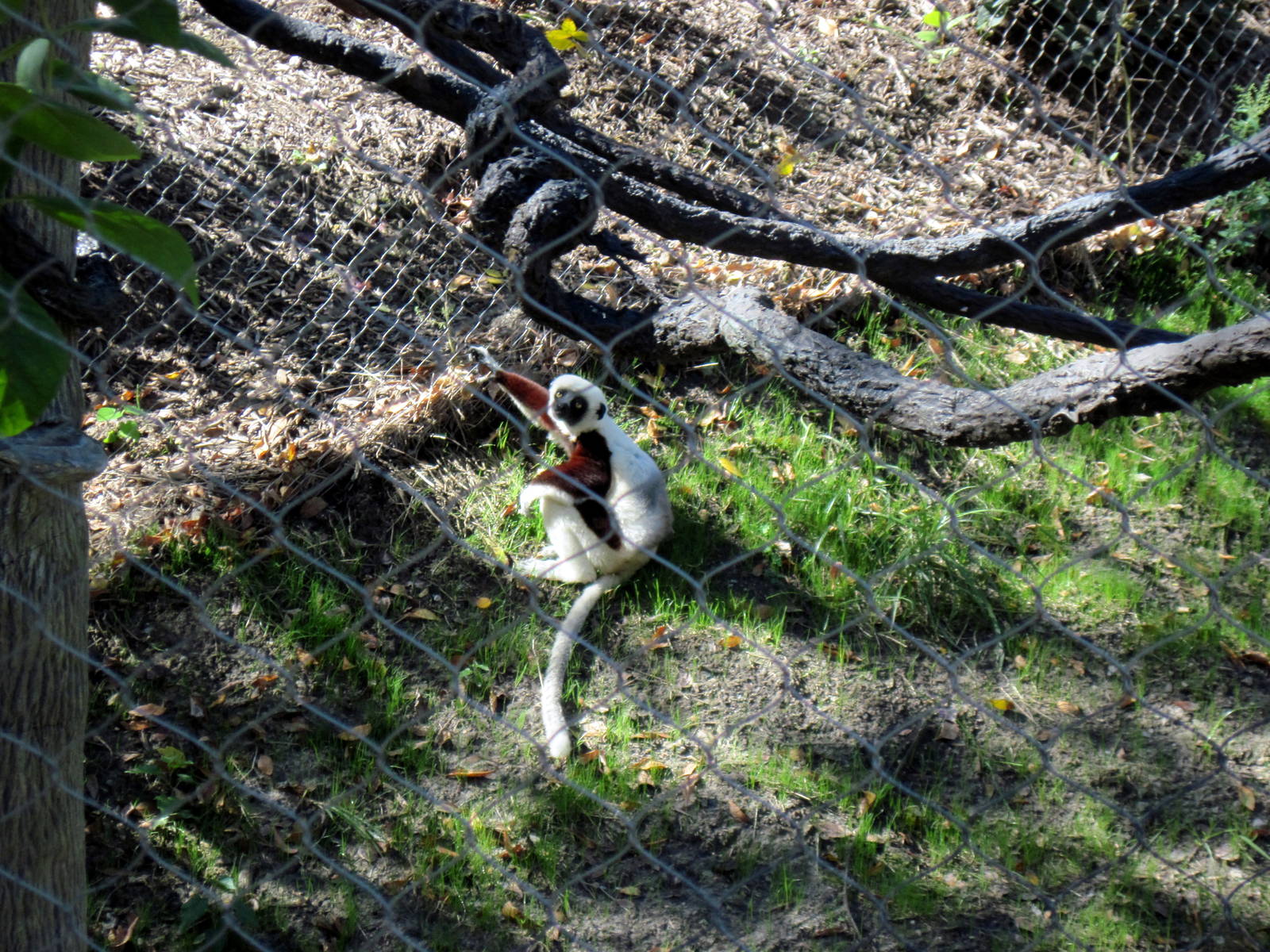 Expedition Madagascar-Sifaka