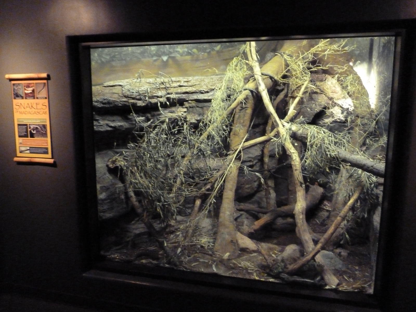 Expedition Madagascar - Snakes of Madagascar Exhibit