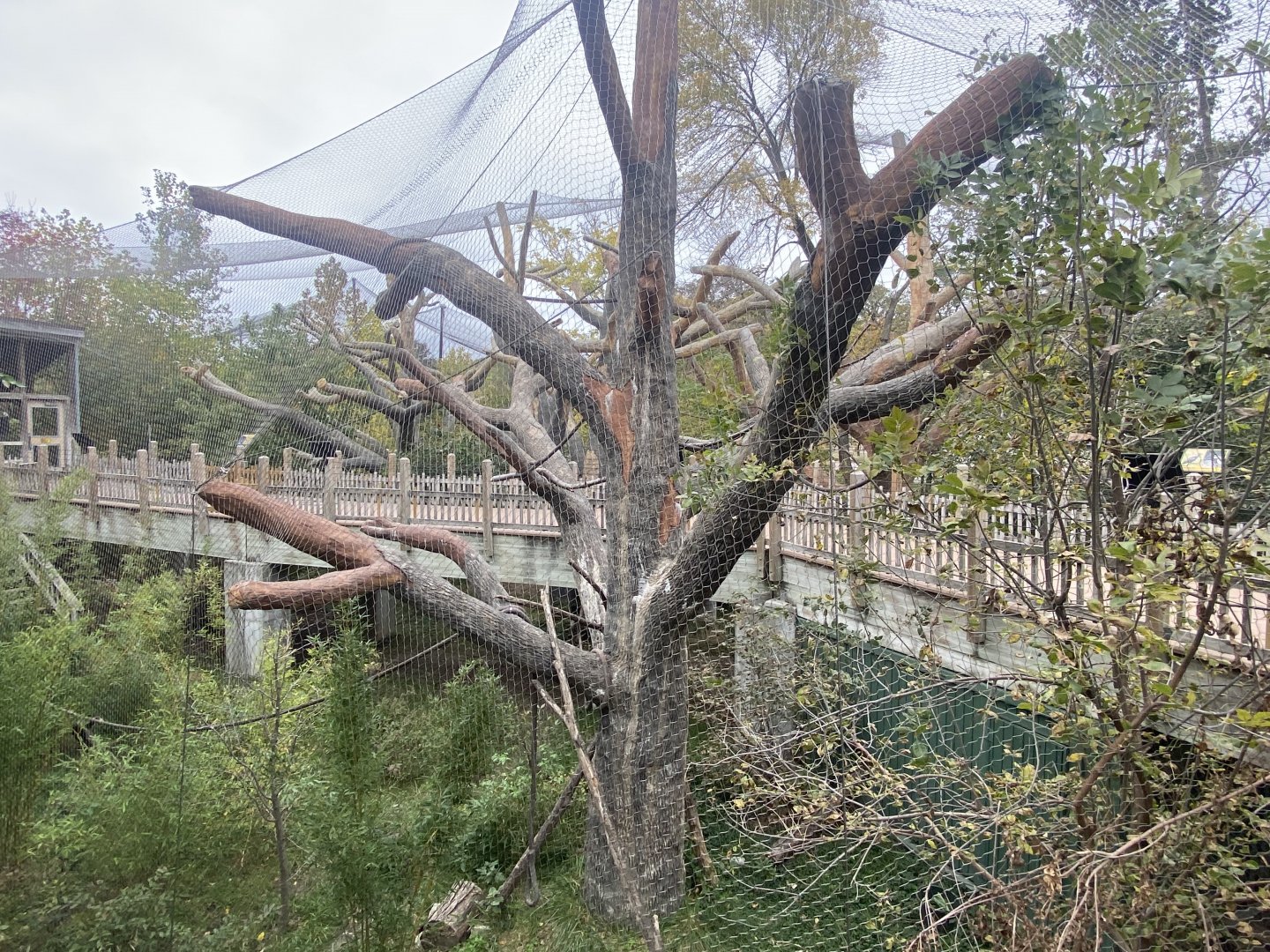 Expedition Madagascar - Walk-Through Lemur Exhibit
