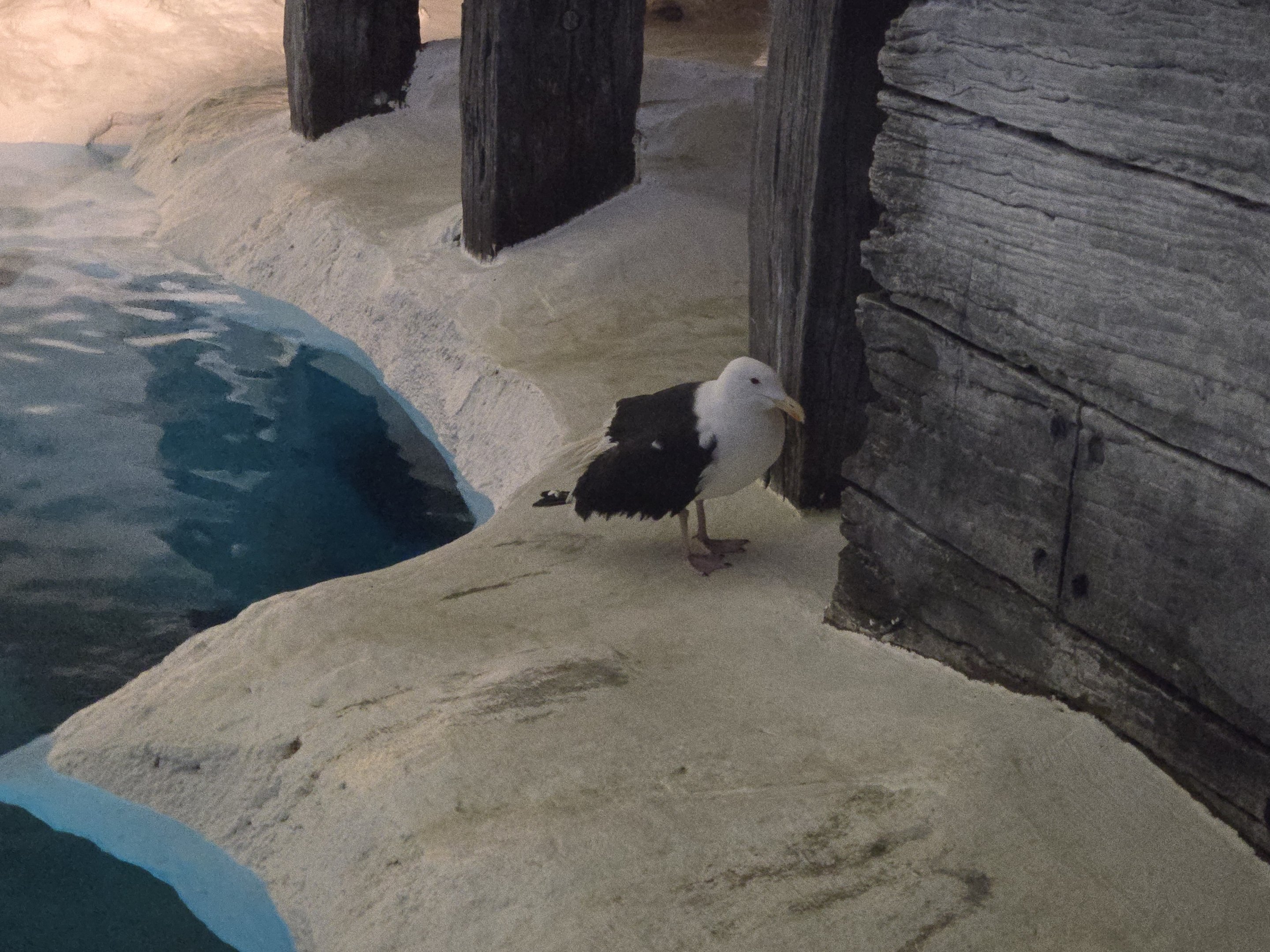 Expedition Odyssey (Wild Arctic) - Kelp Gull