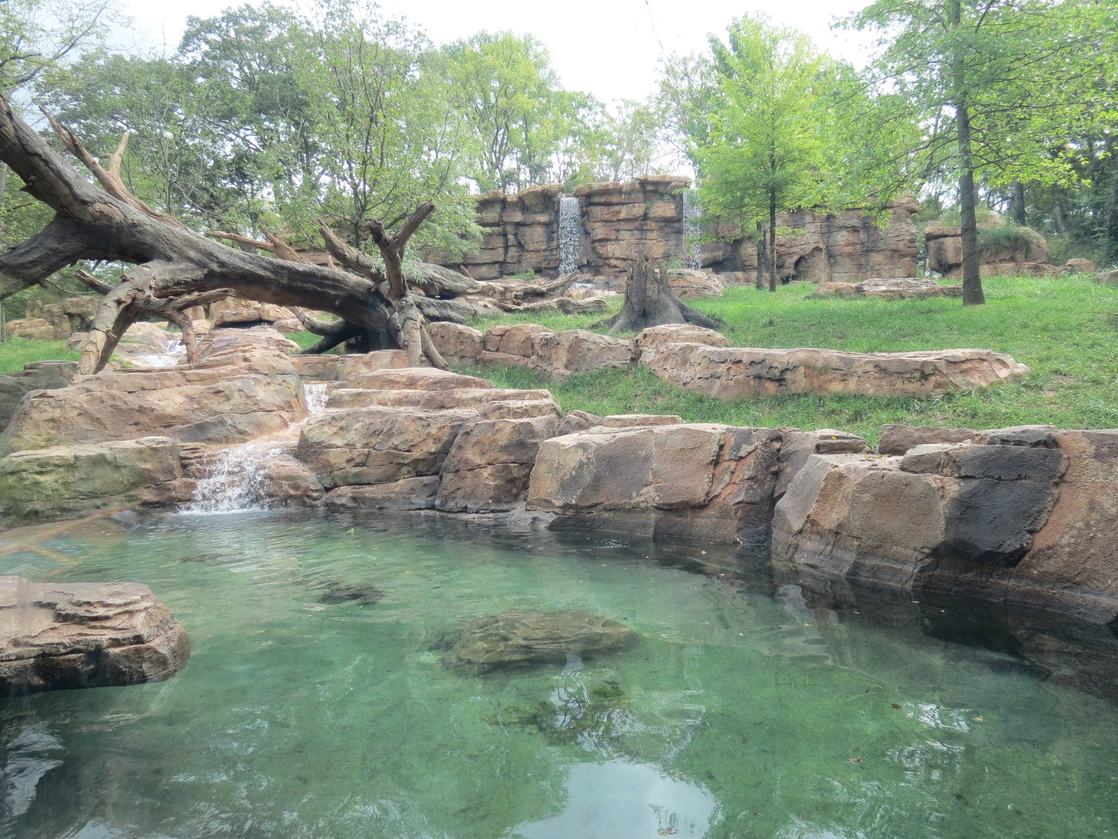 Expedition Peru - Andean Bear Exhibit