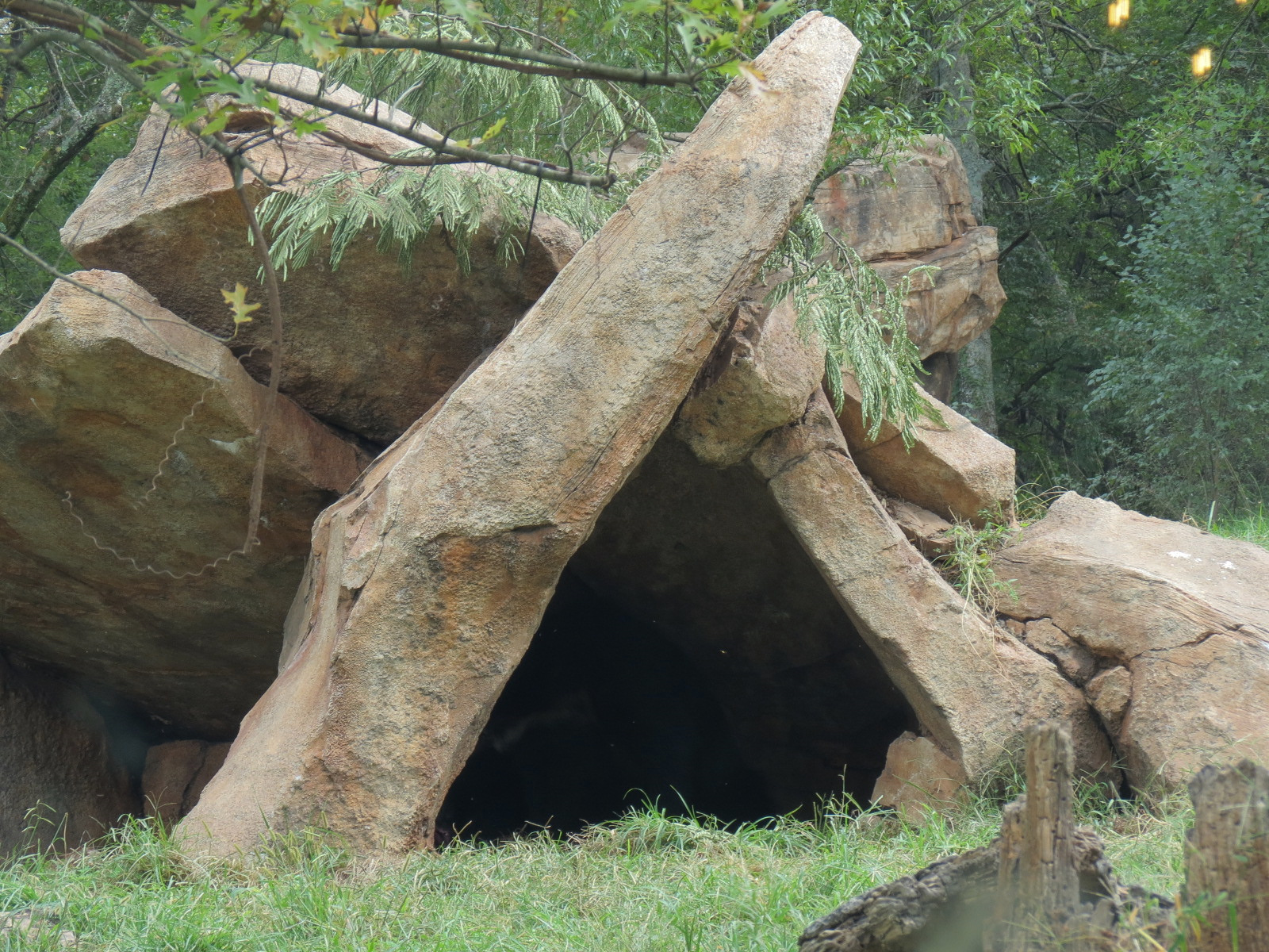 Expedition Peru - Andean Bear Exhibit